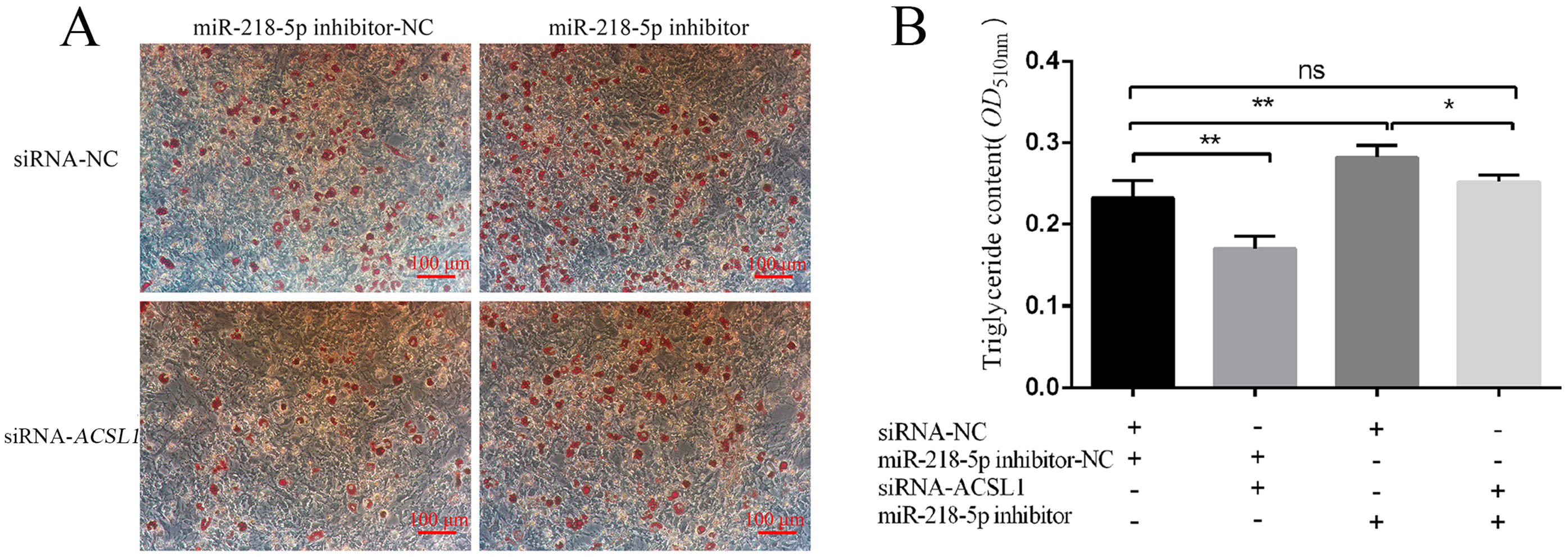 Genes 13 00260 g006 Genes 13 00260 g006