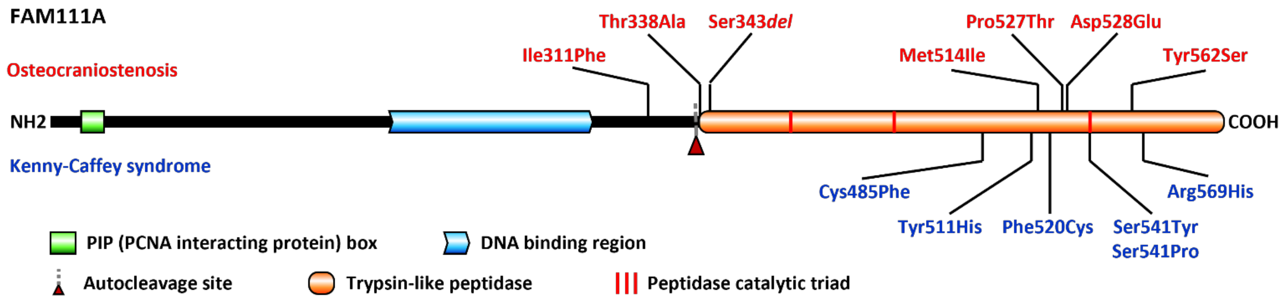 Genes 13 00261 g003 Genes 13 00261 g003