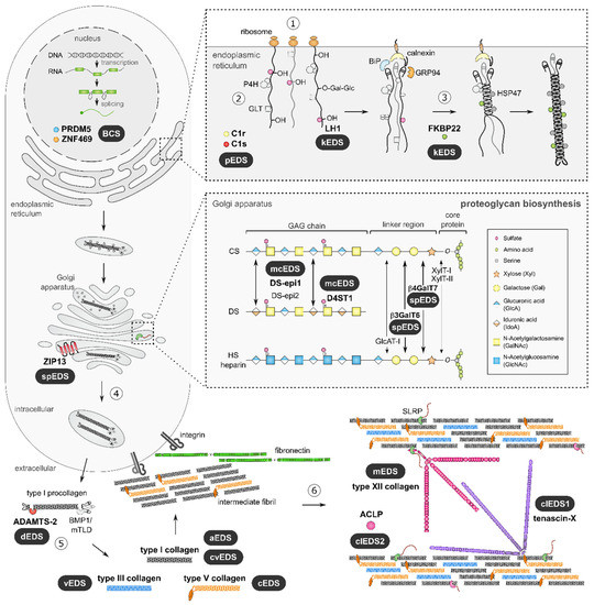 Genes Free FullText The EhlersDanlos Syndromes against the