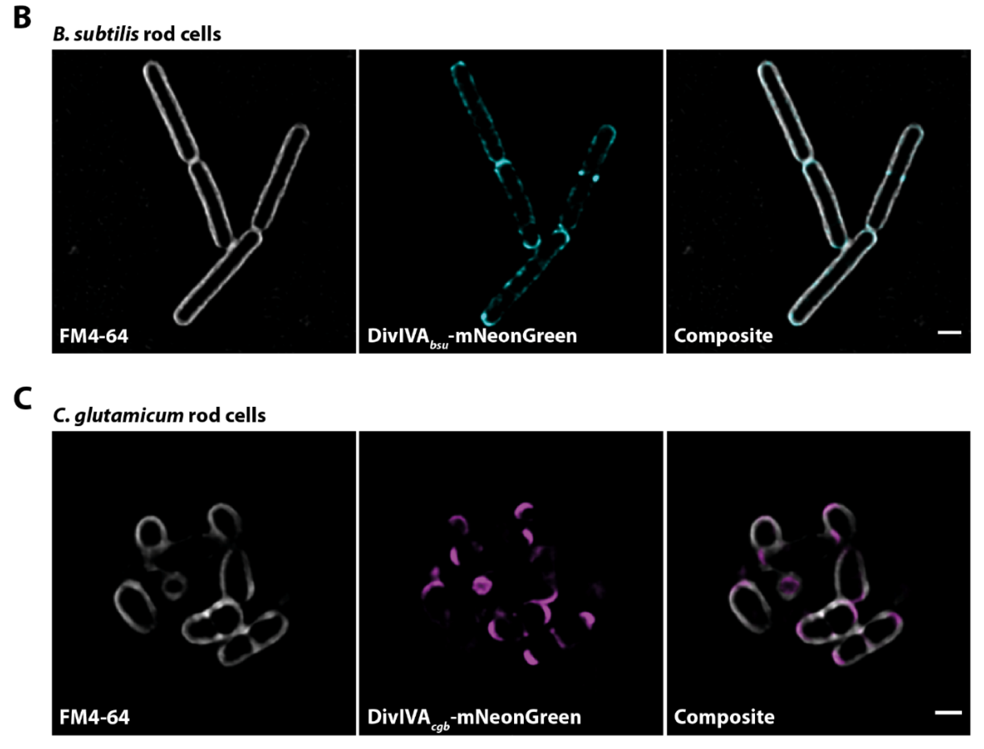 Genes 13 00278 g001b 550