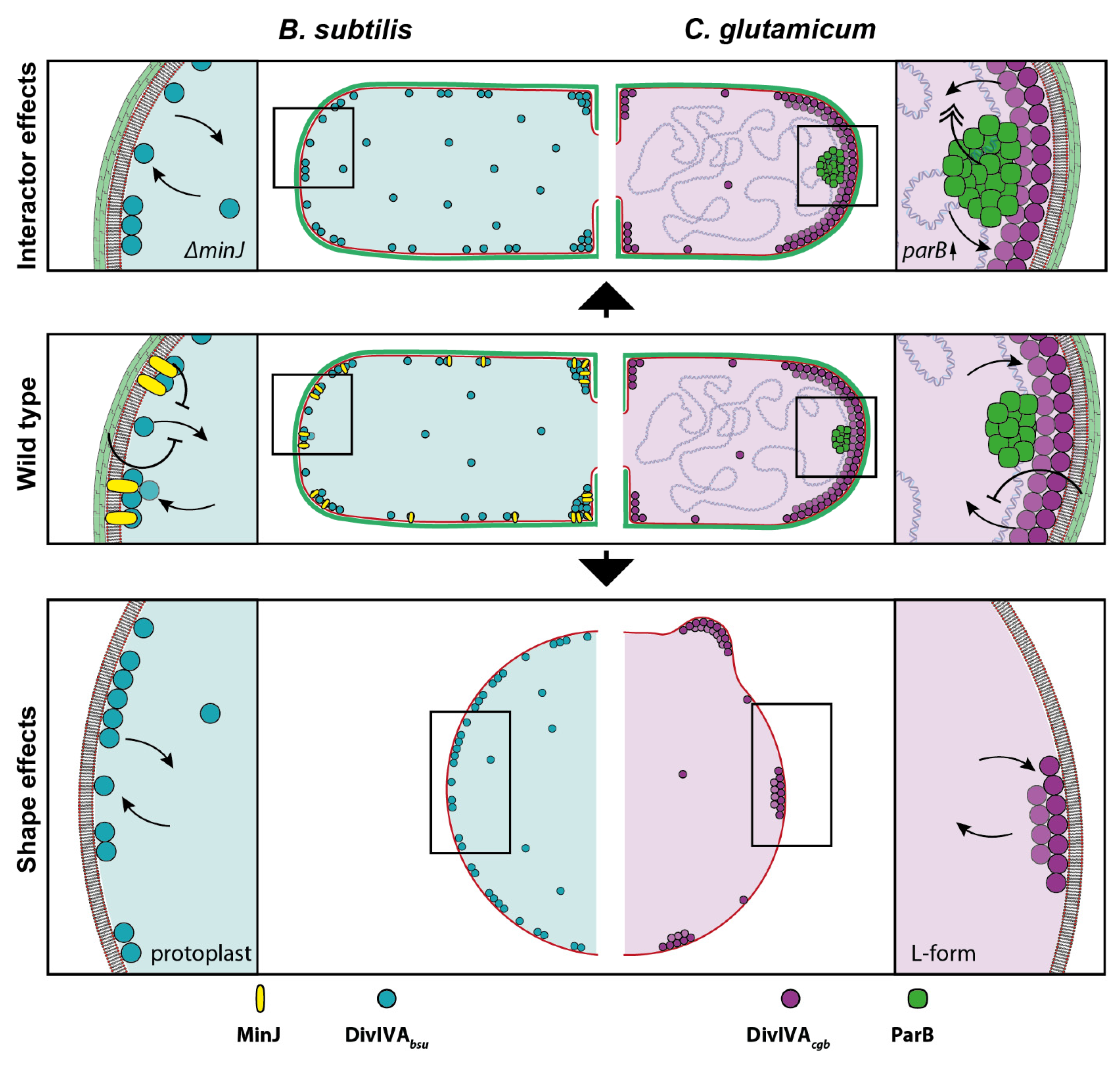 Genes 13 00278 g007 550