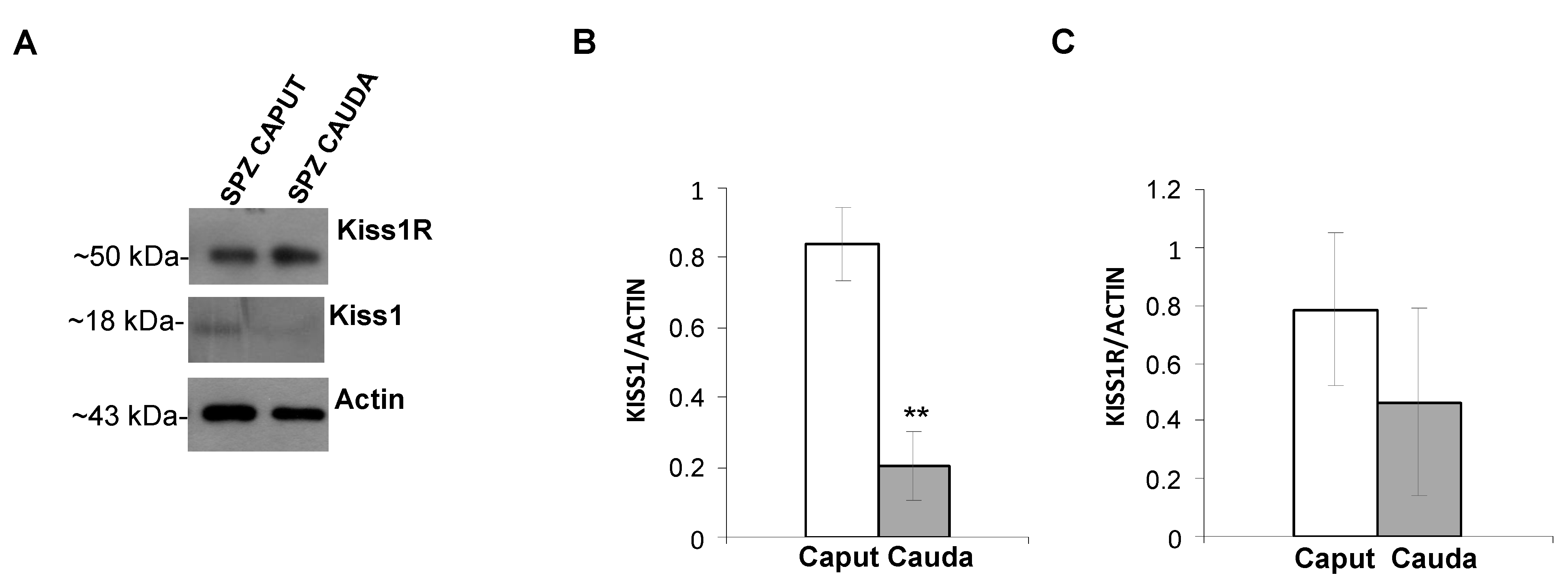 Genes 13 00295 g001 Genes 13 00295 g001