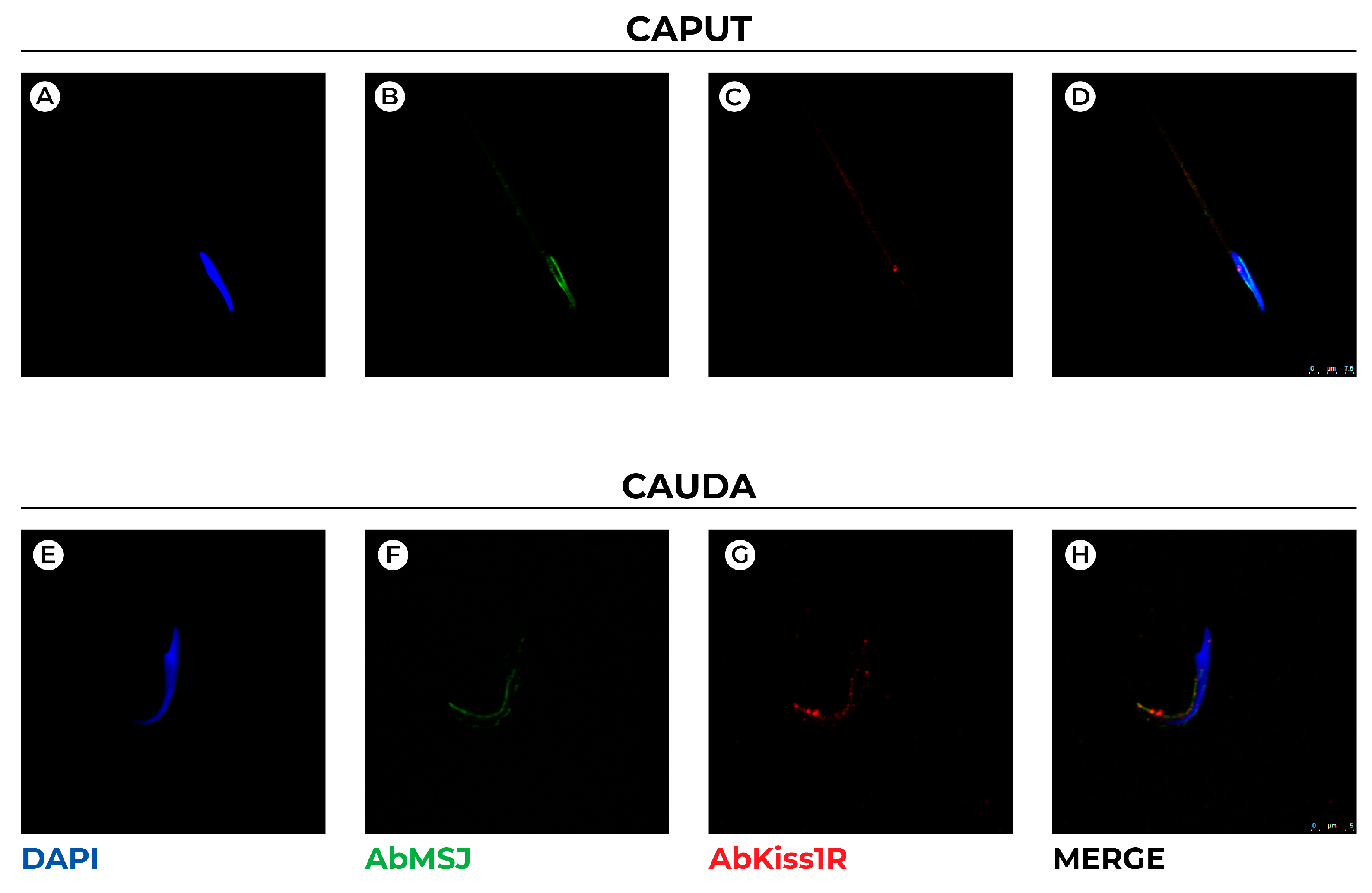 Genes 13 00295 g004 Genes 13 00295 g004