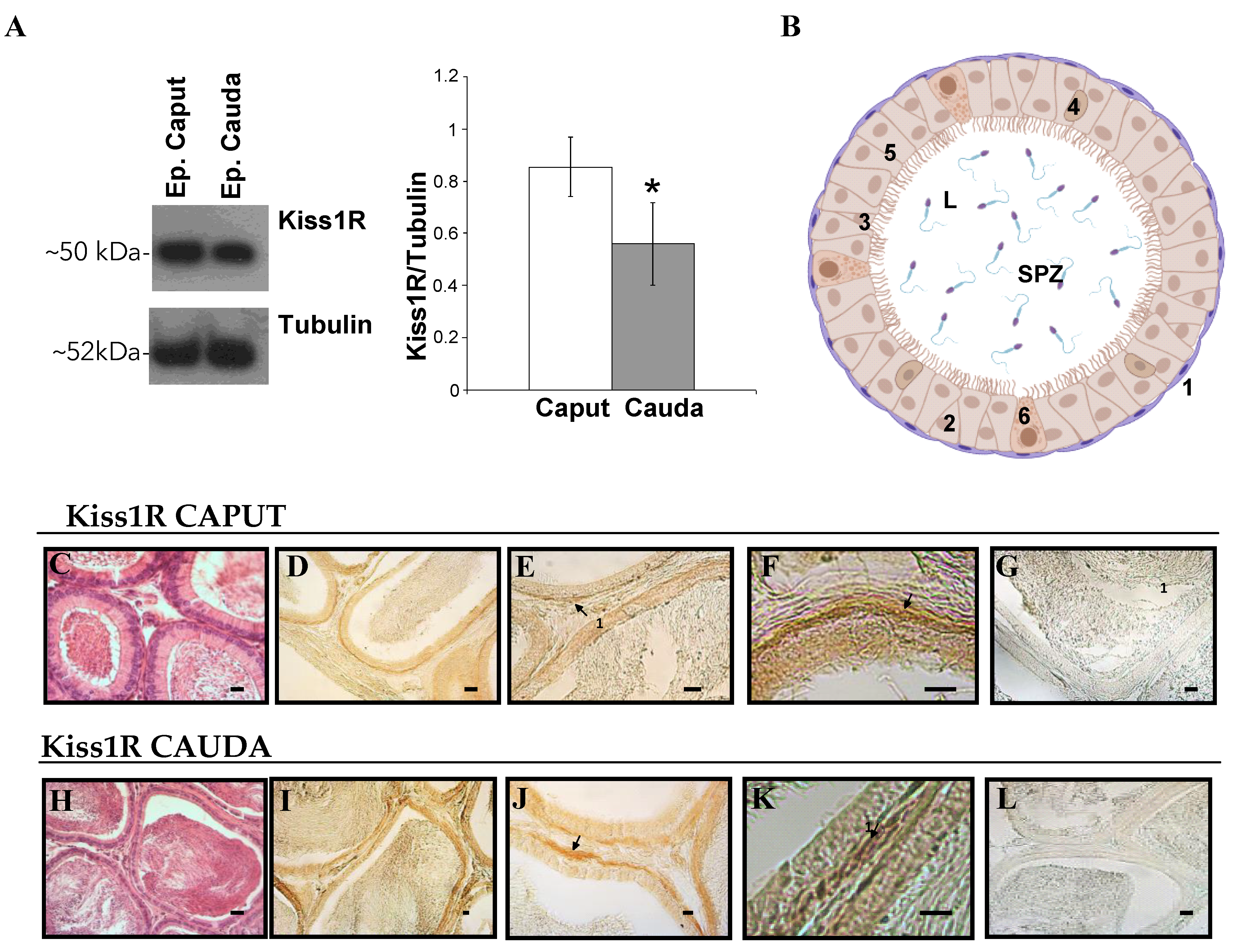 Genes 13 00295 g006 Genes 13 00295 g006