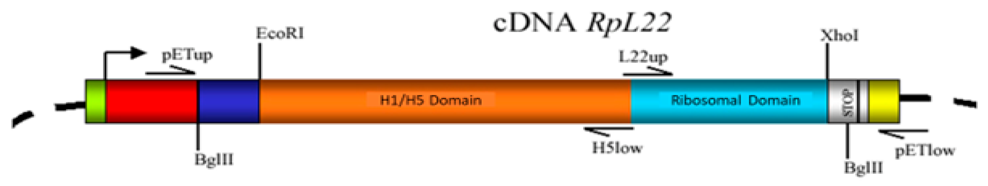 Genes 13 00305 g001 550
