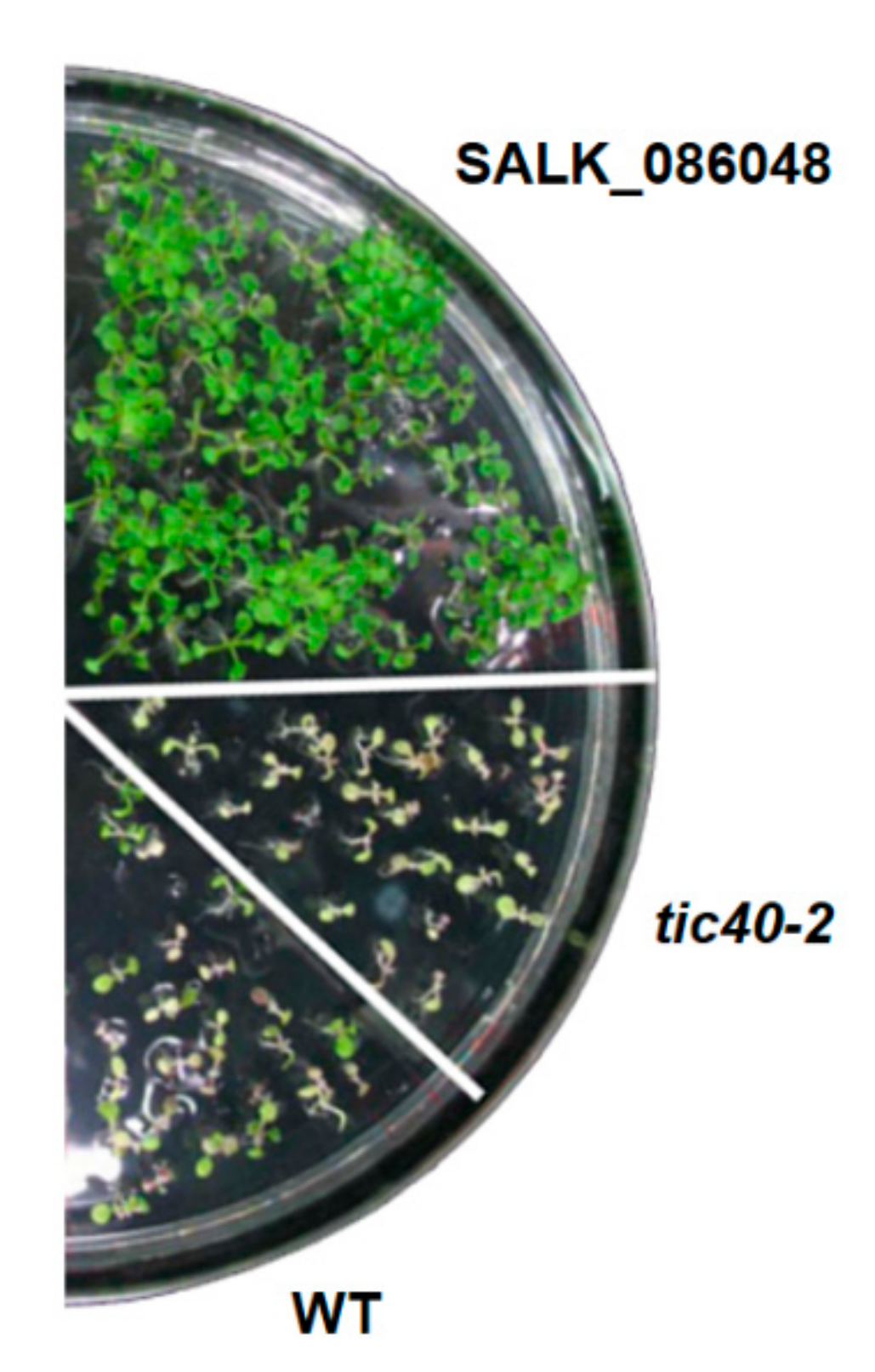 Genes 13 00308 g001 Genes 13 00308 g001