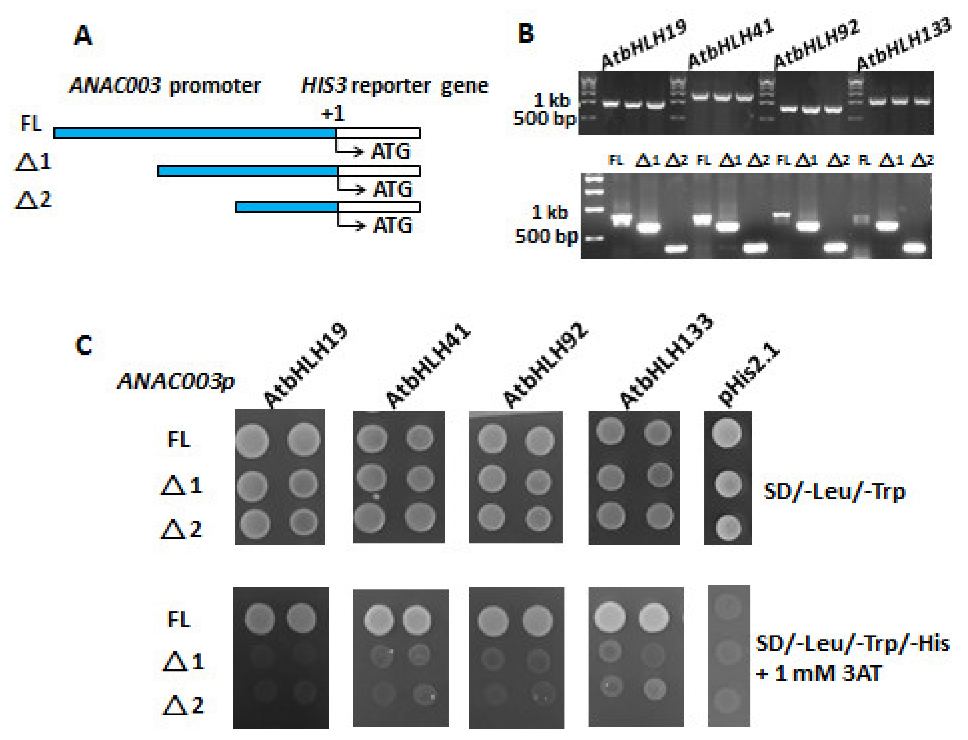 Genes 13 00308 g006 Genes 13 00308 g006