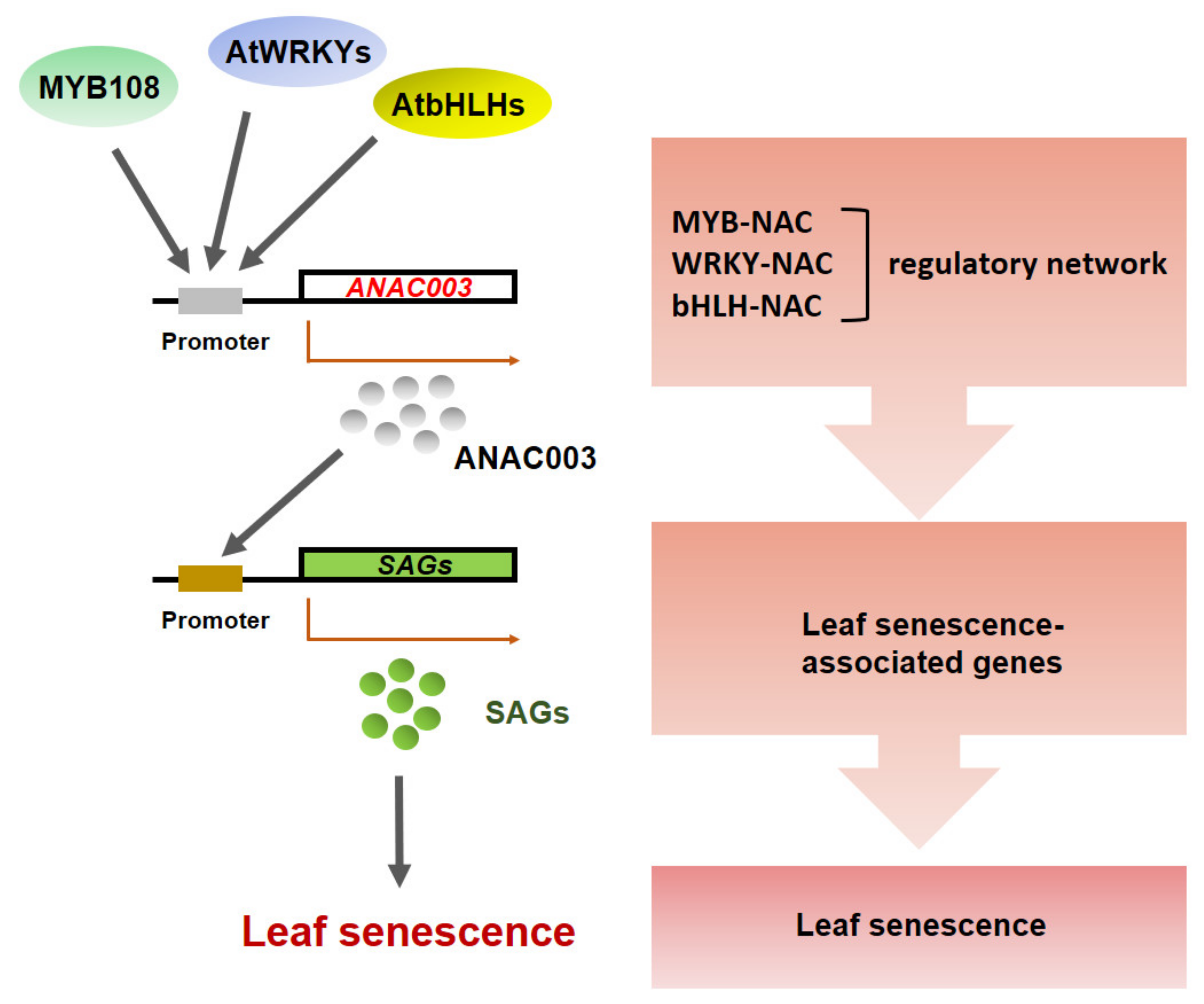 Genes 13 00308 g007 Genes 13 00308 g007