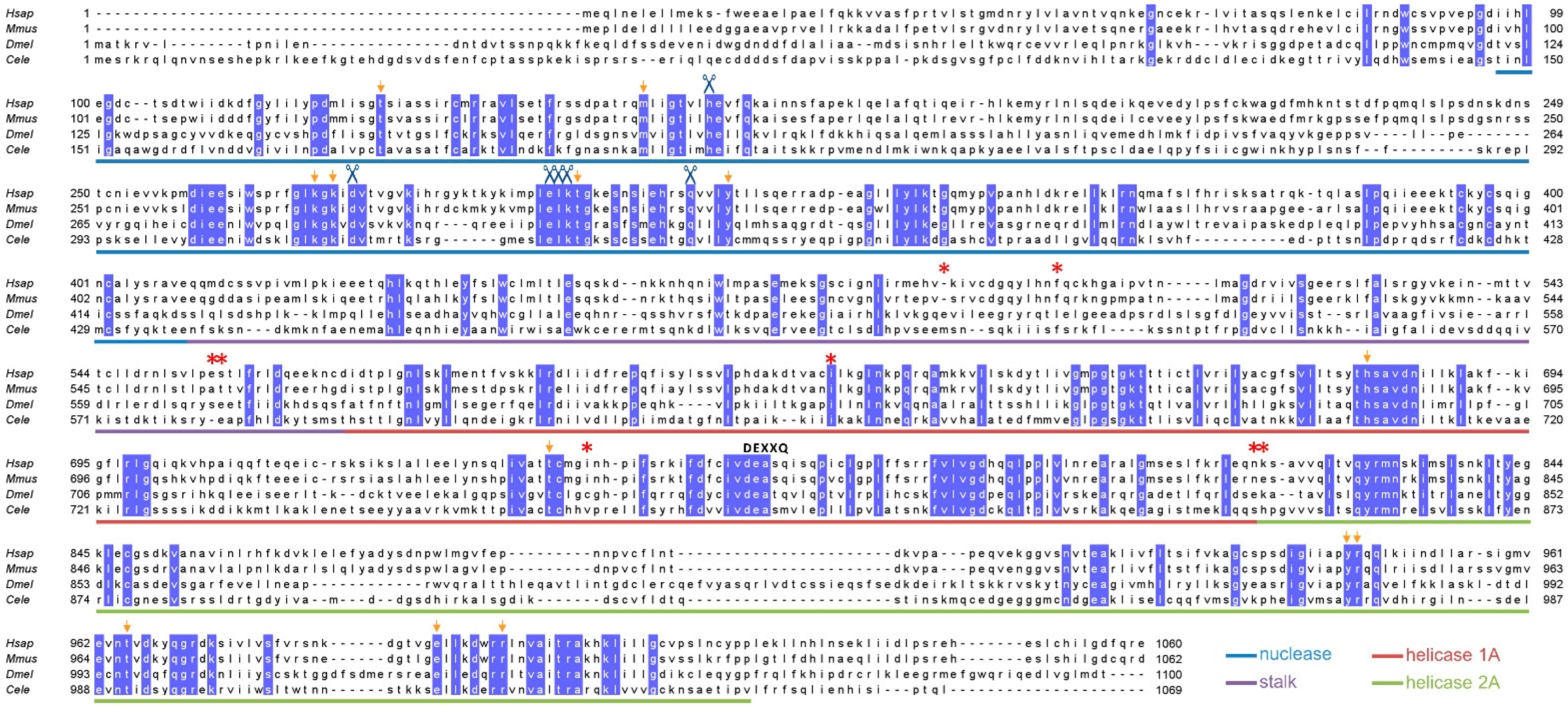 Genes 13 00312 g004 Genes 13 00312 g004