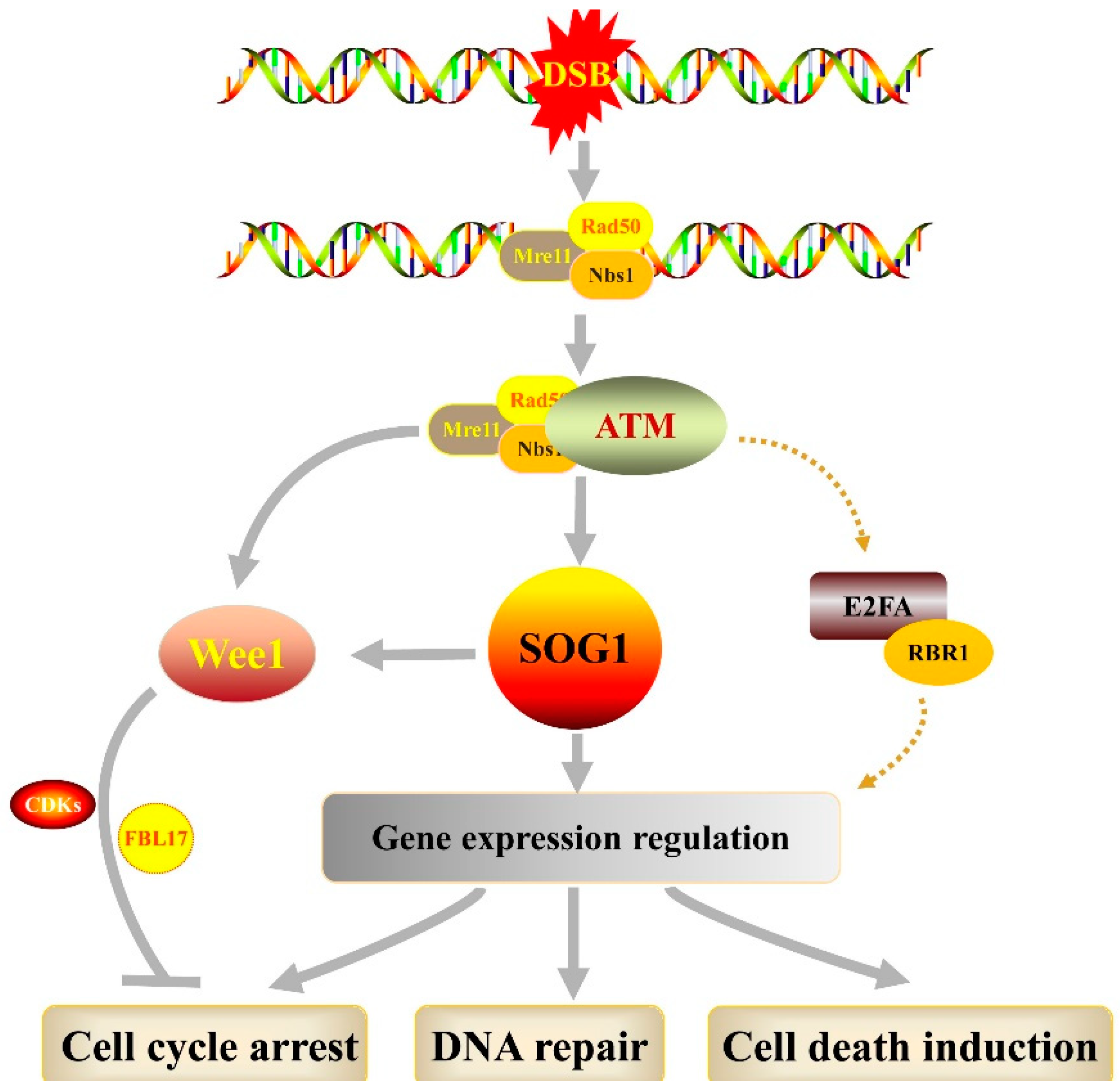 Aぇ!group DNA DNA Z - an overview | ScienceDirect Topics