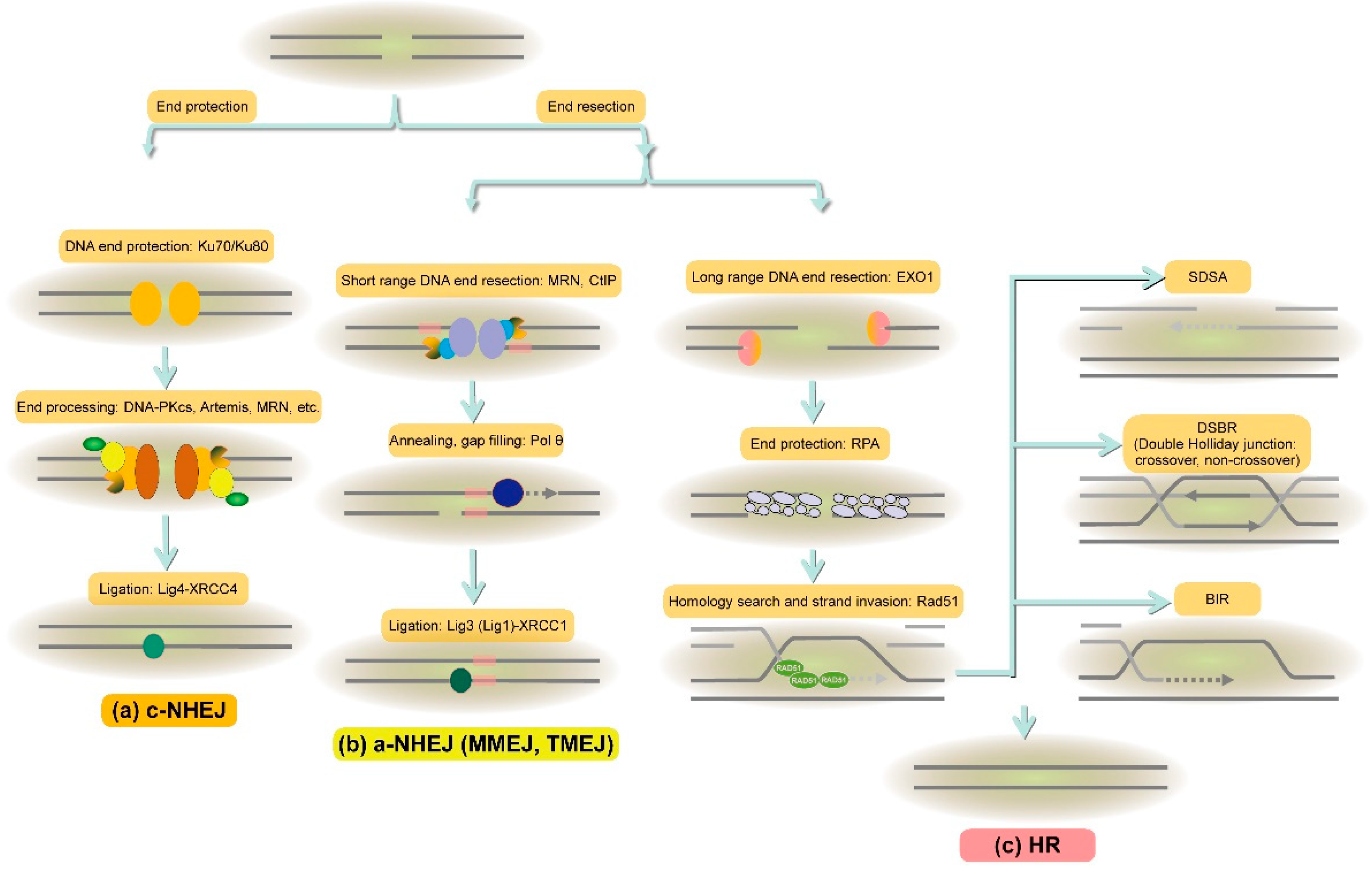 DNA Double-Strand Break Repairs and Their Application in