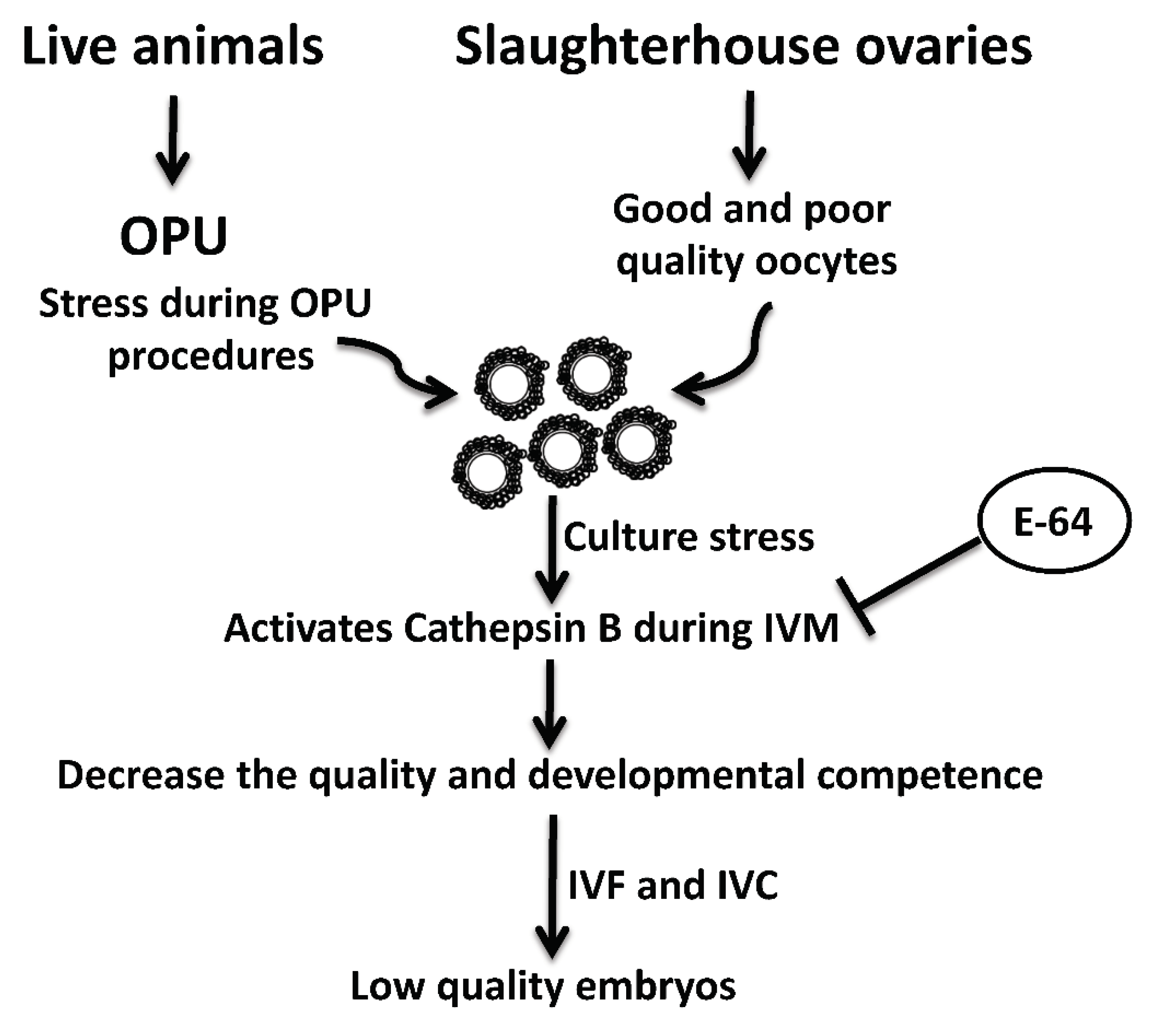 Genes 13 00324 g004 Genes 13 00324 g004