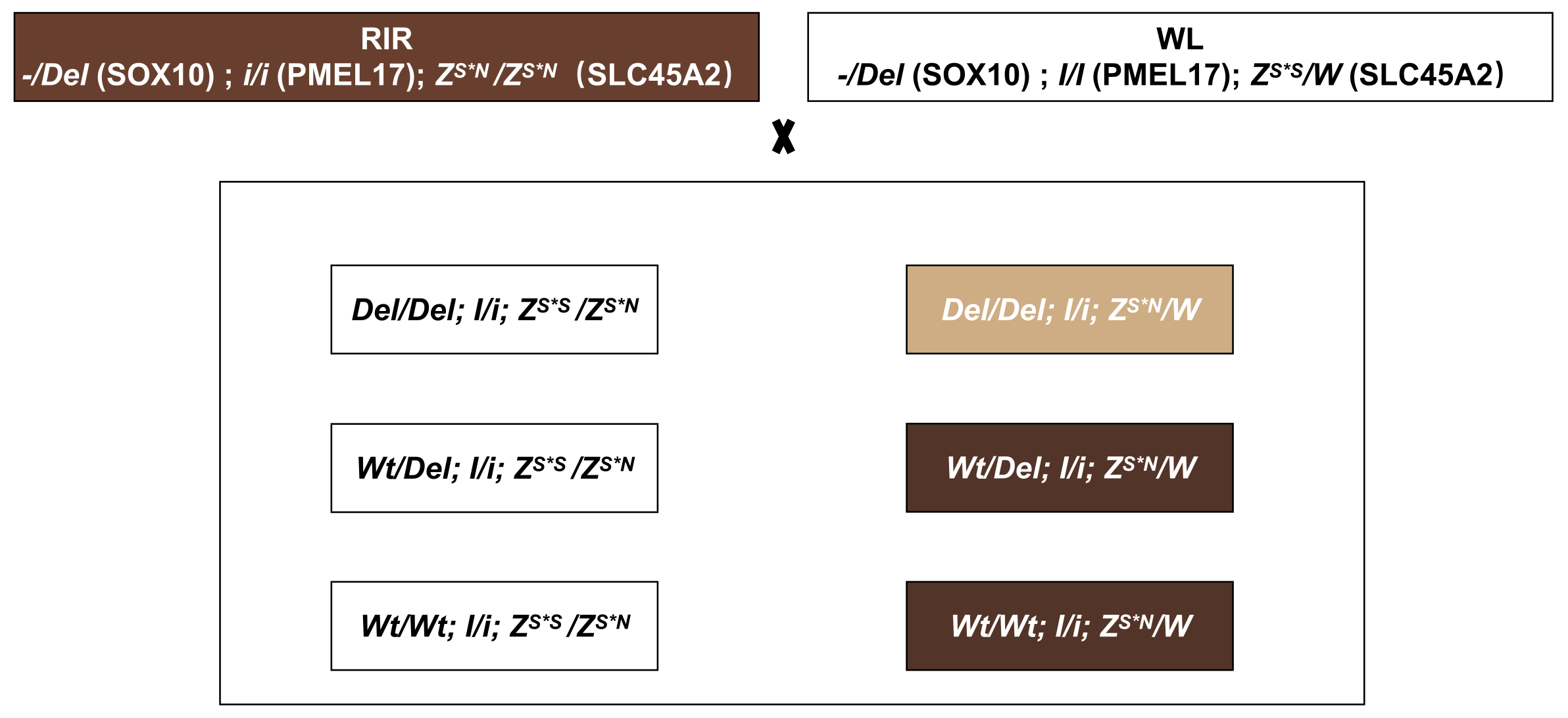 A Deletion Upstream of SOX10 Causes Light Yellow Plumage