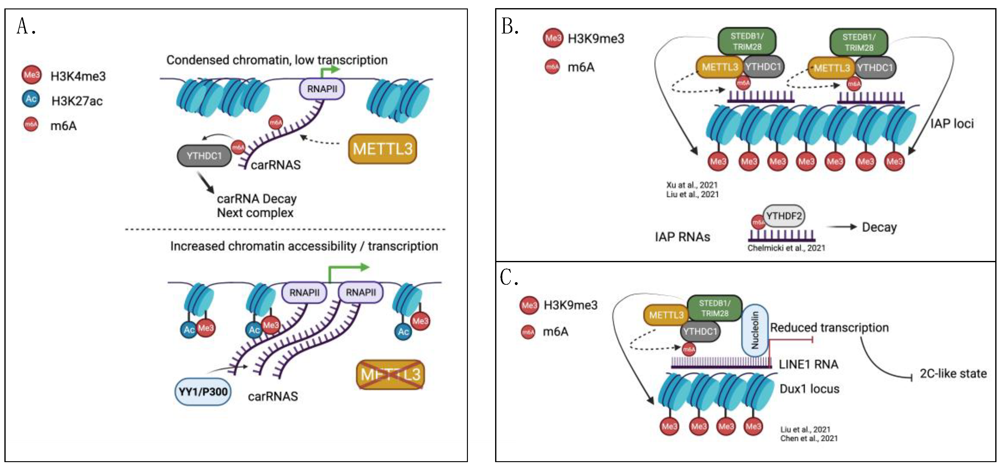 Genes 13 00340 g001 550