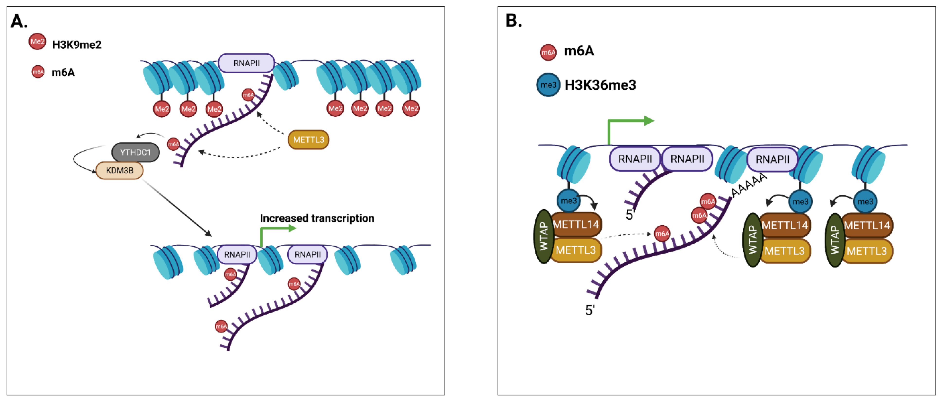 Genes 13 00340 g002 550