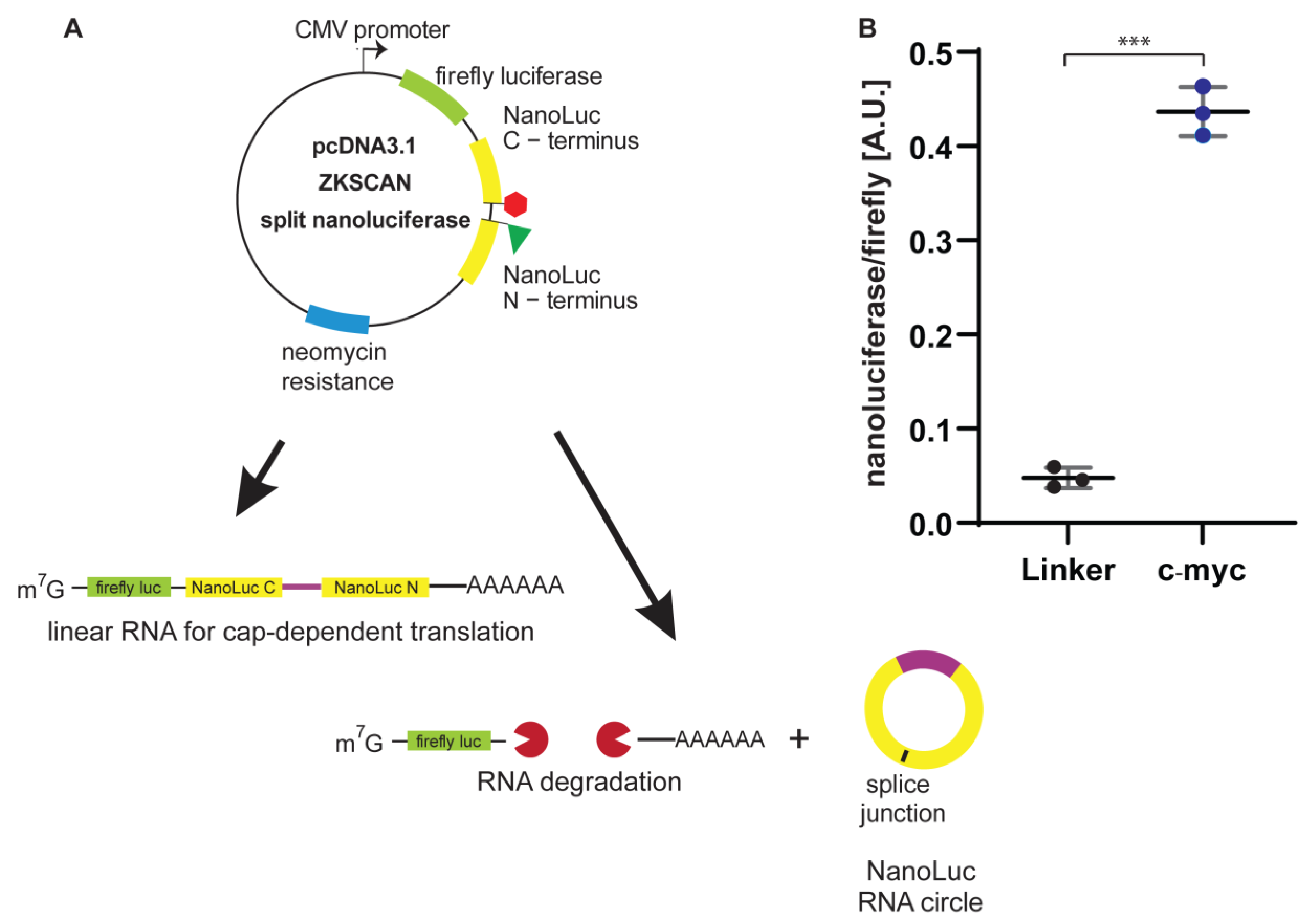 Genes 13 00357 g003 Genes 13 00357 g003