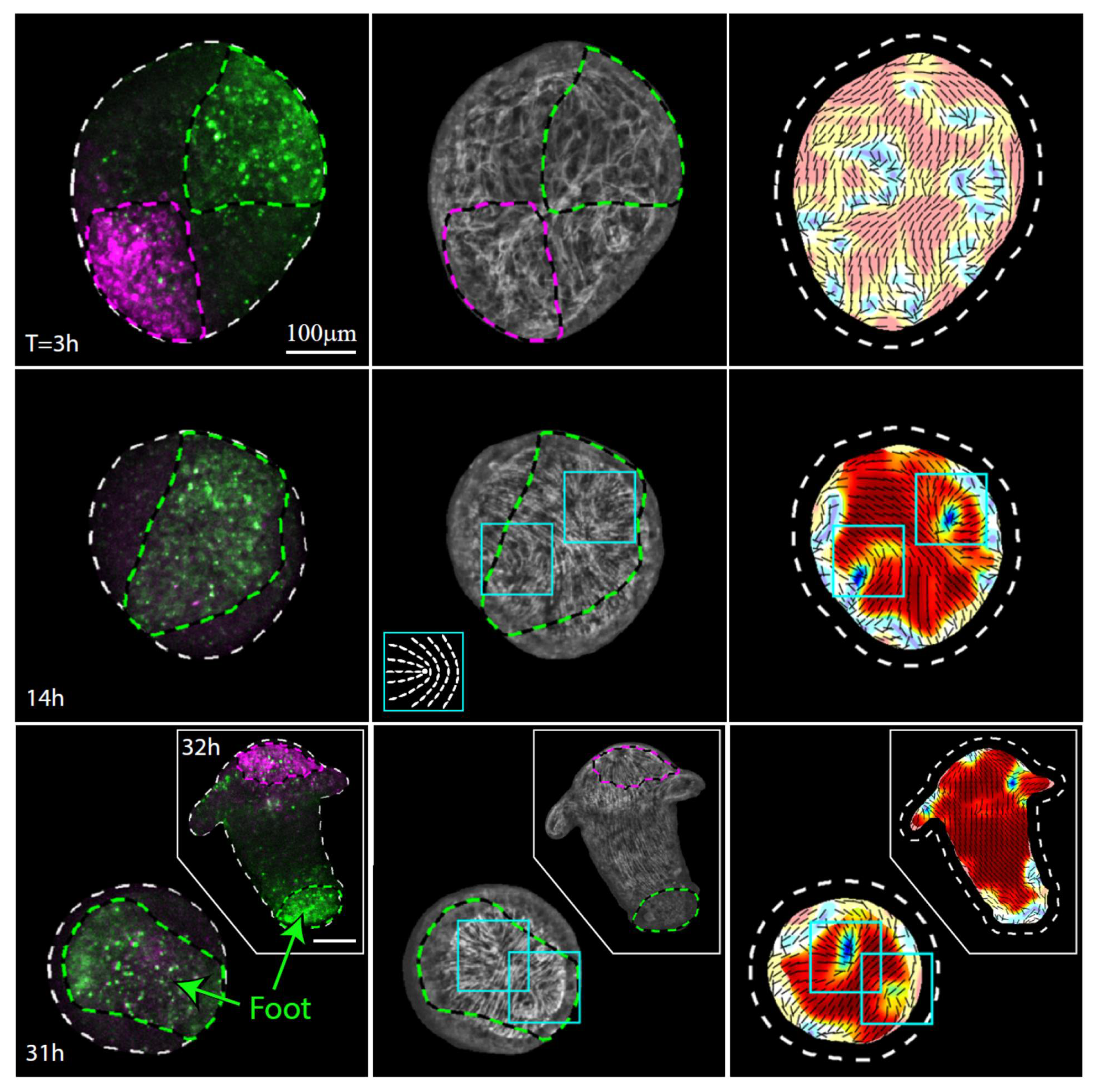Genes 13 00360 g004 550