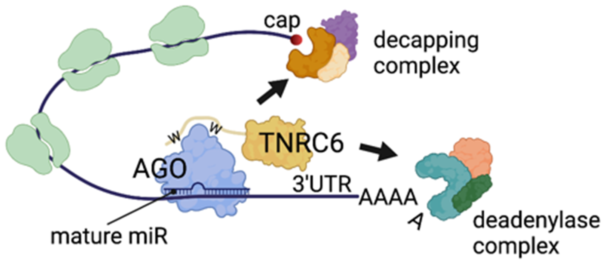 Dna rna 1