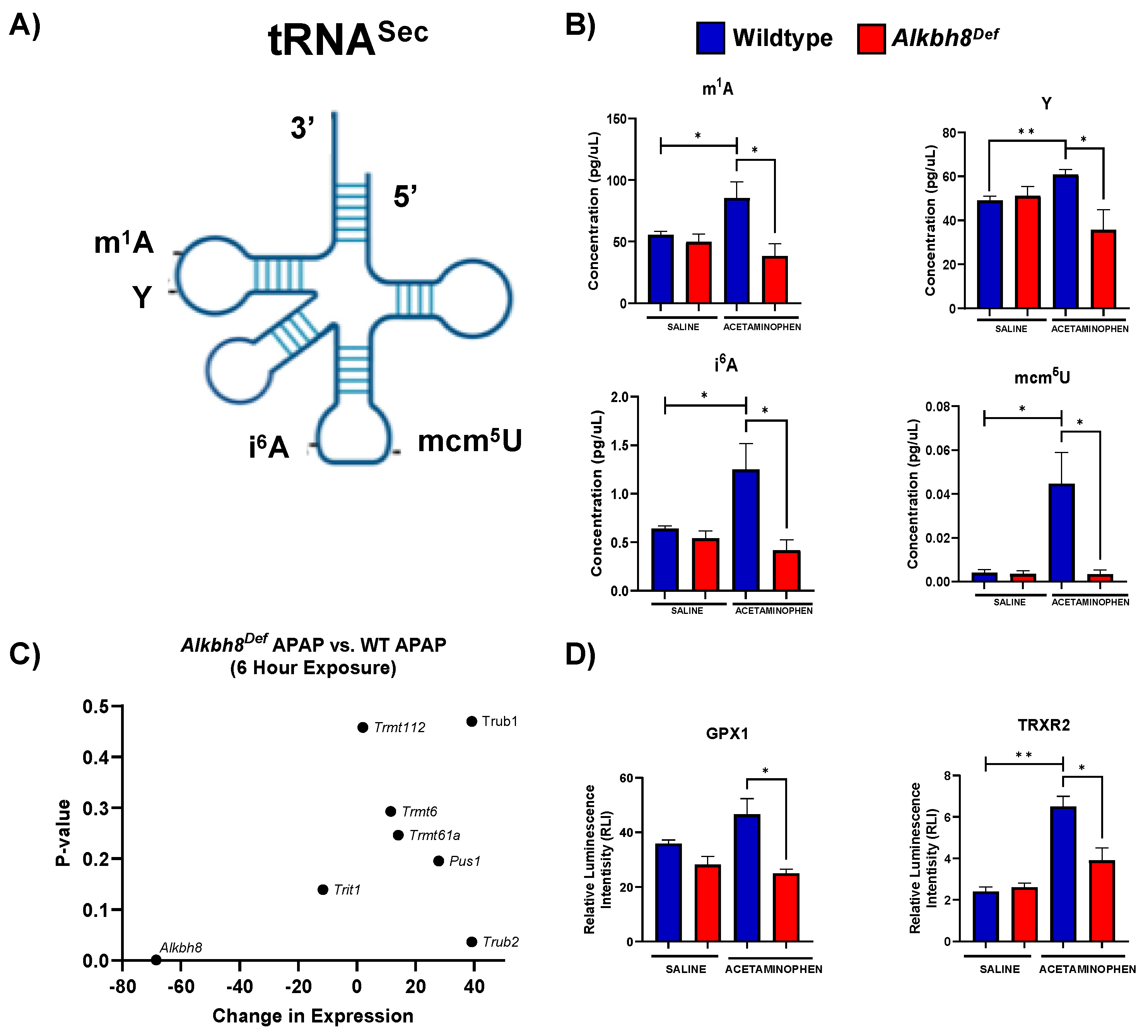 Genes Free Full Text Epitranscriptomic Reprogramming Is Required To Prevent Stress And Damage From Acetaminophen Html Genes Free Full Text Epitranscriptomic Reprogramming Is Required To Prevent Stress And Damage From Acetaminophen Html