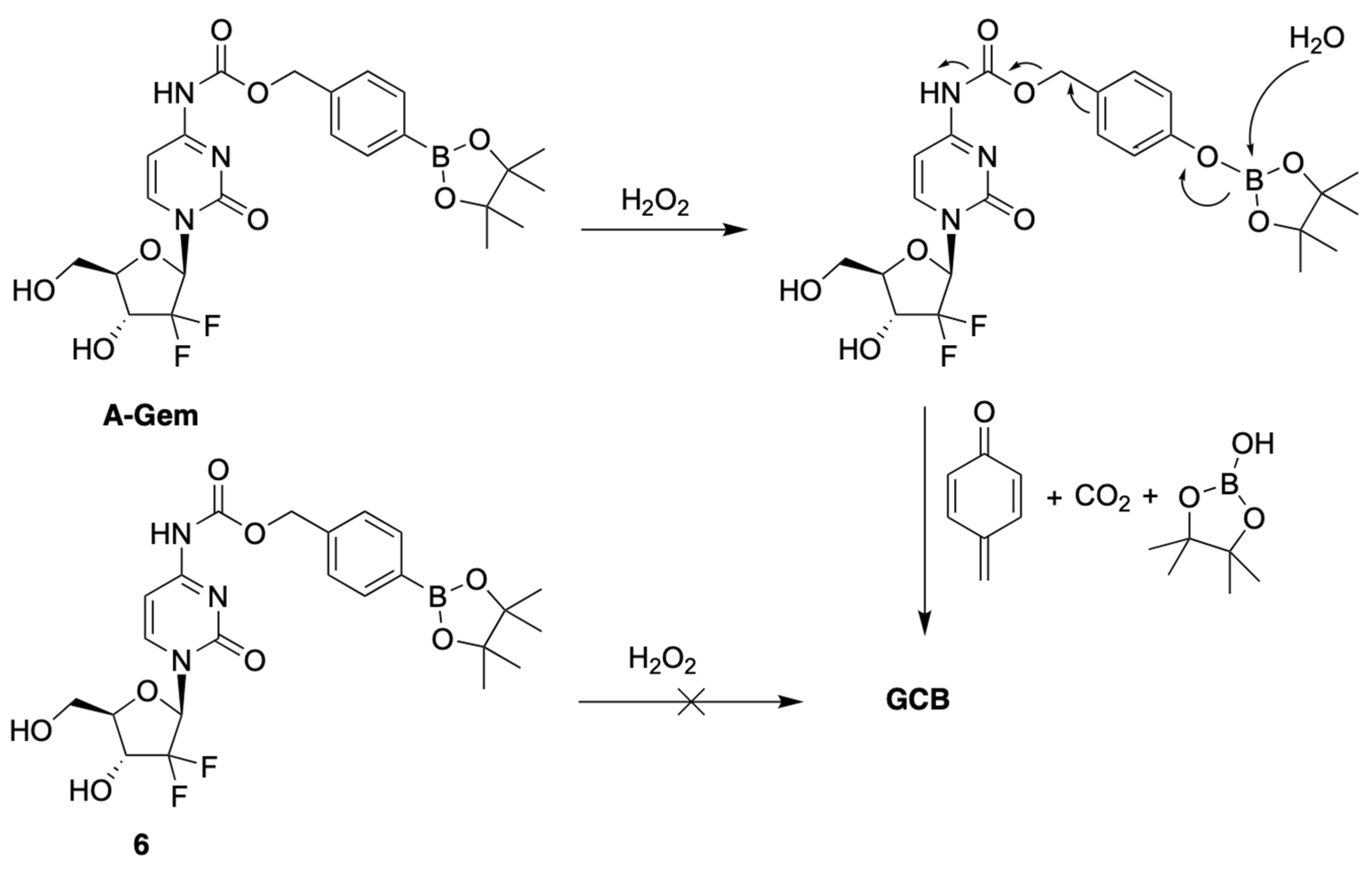 Genes 13 00466 g003 550
