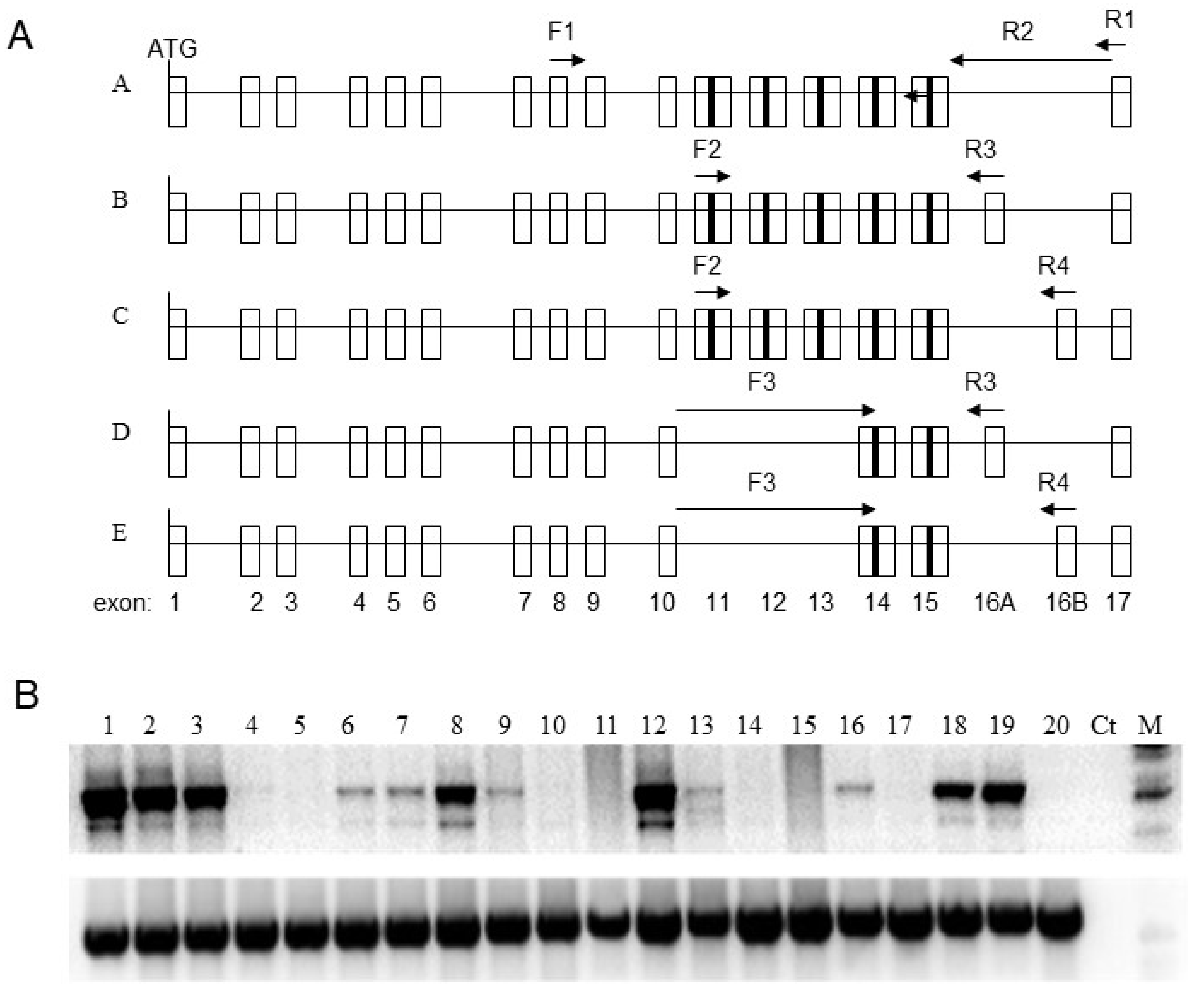 Genes 13 00490 g001 Genes 13 00490 g001