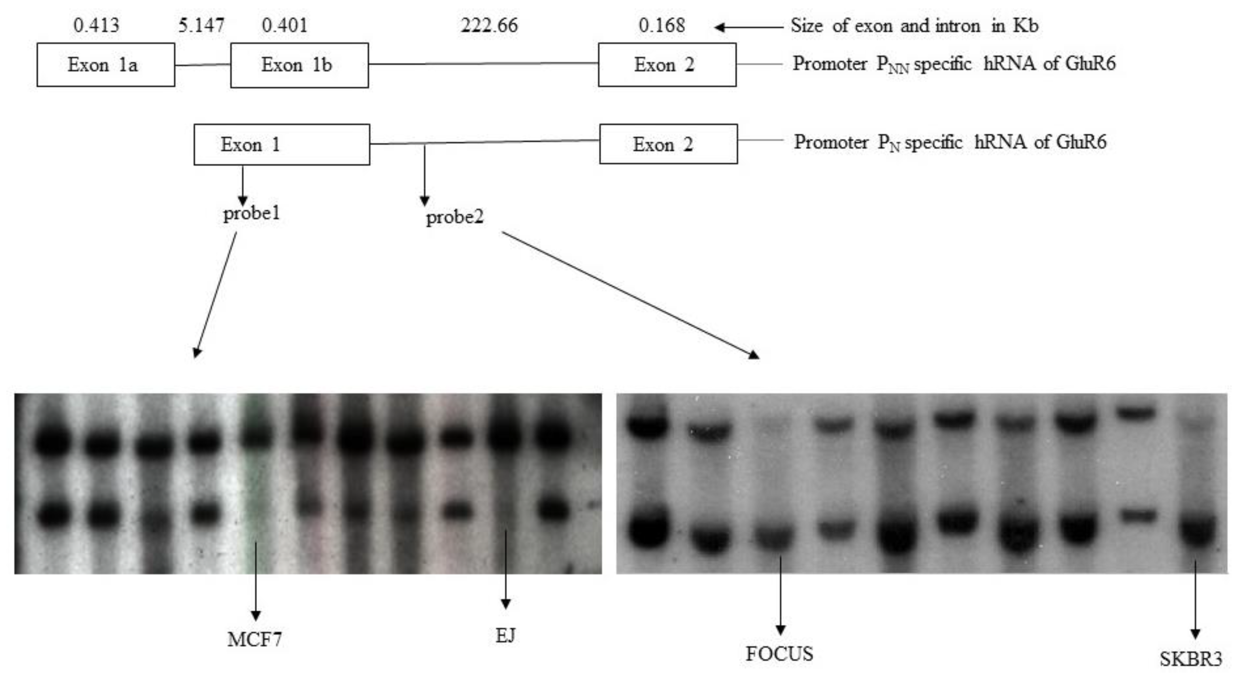 Genes 13 00490 g002 Genes 13 00490 g002