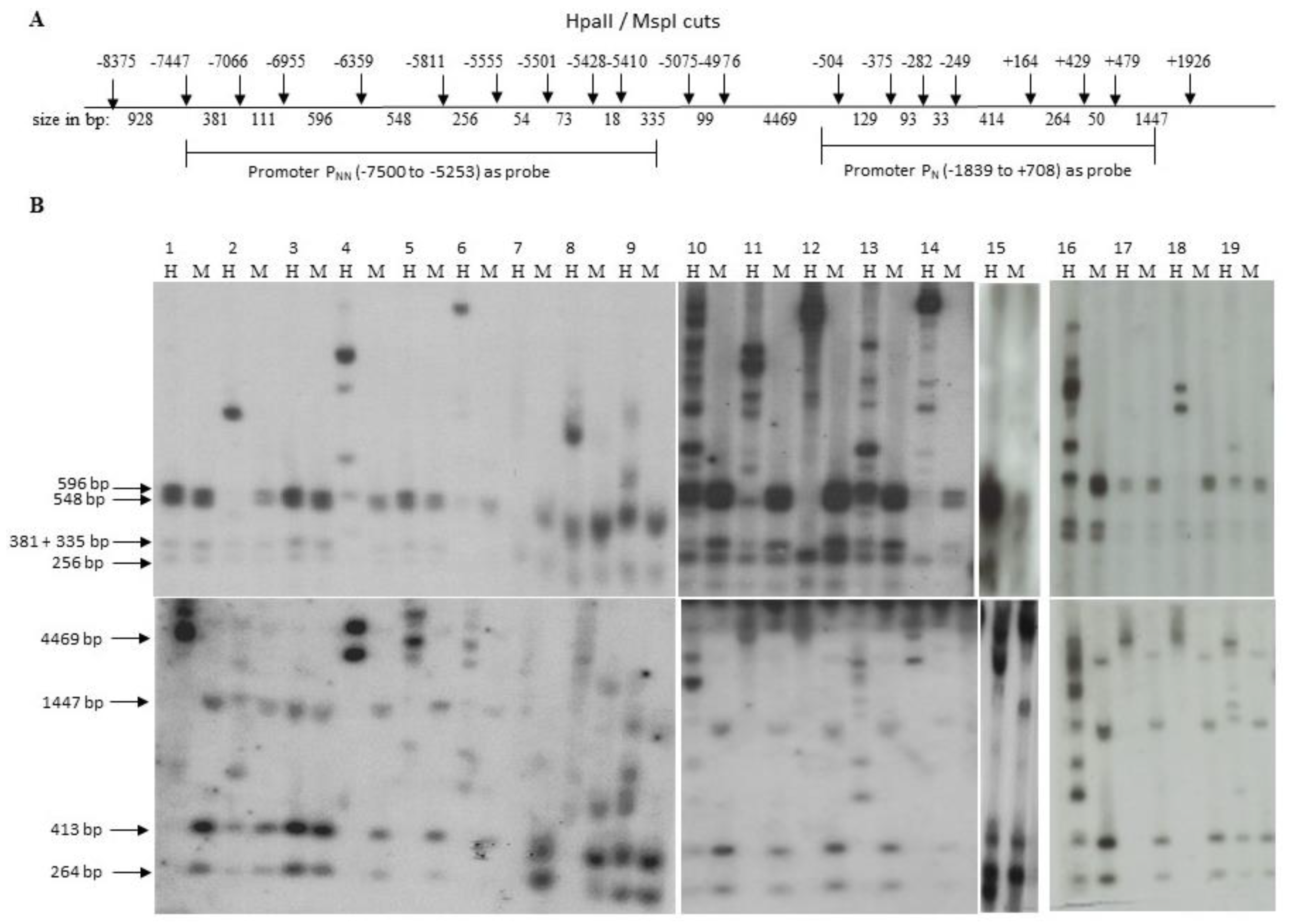 Genes 13 00490 g003 Genes 13 00490 g003