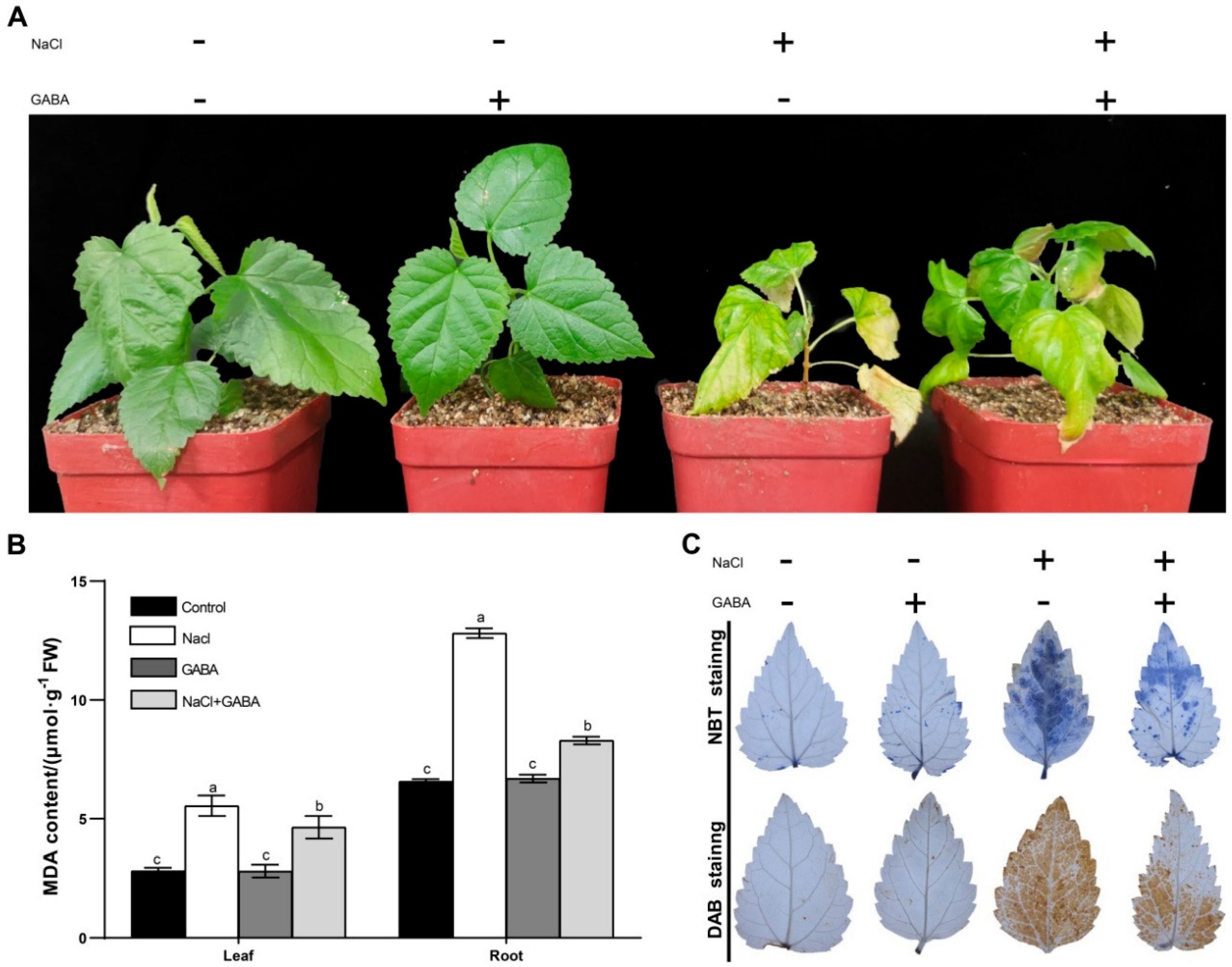 Genes 13 00501 g001 550
