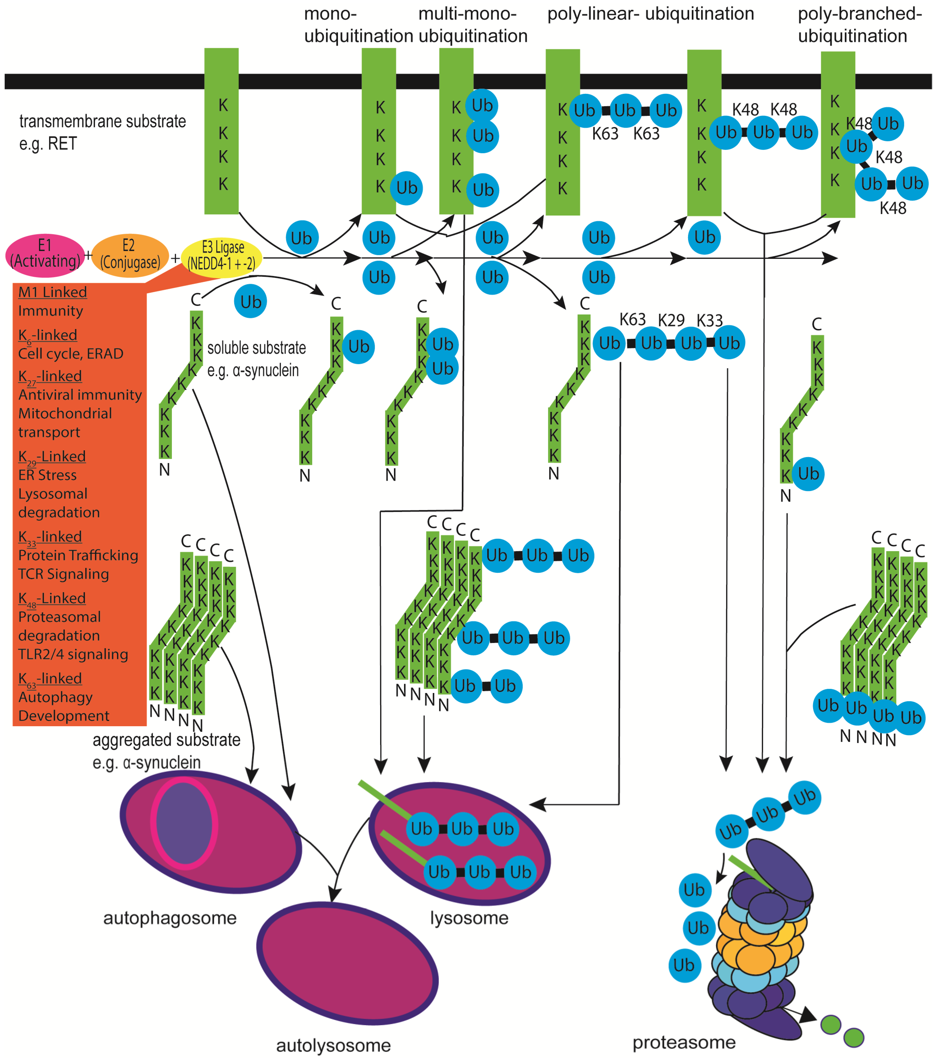Genes 13 00513 g001
