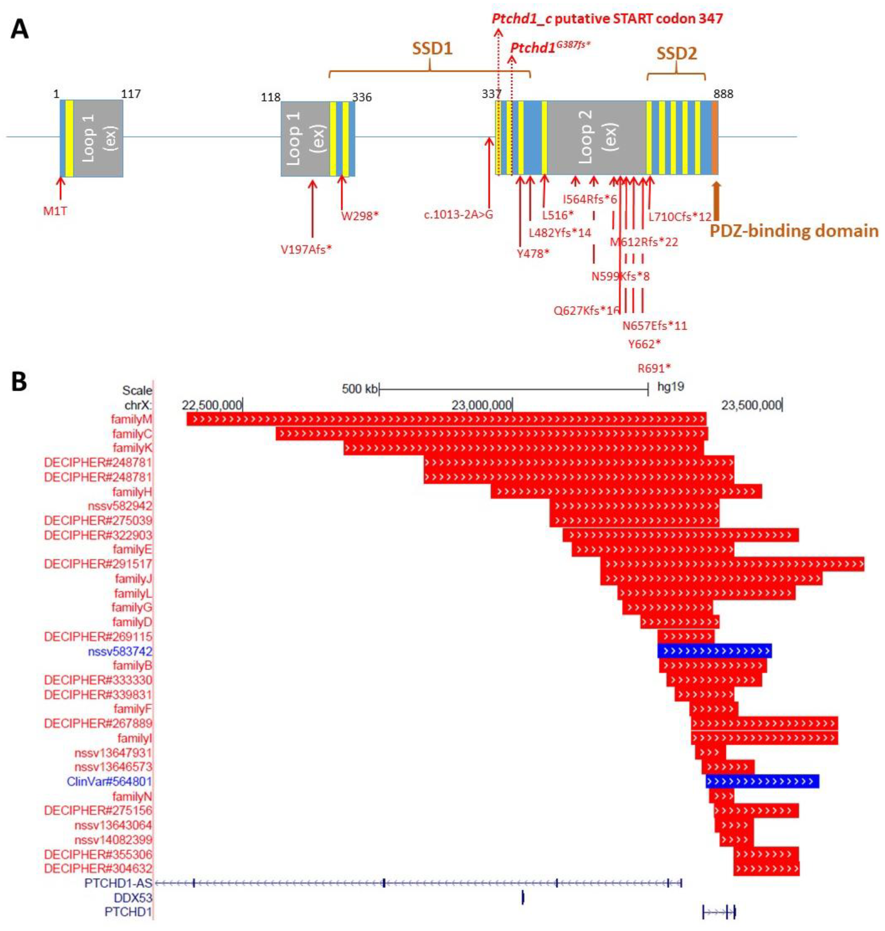 PTCHD1: Identification and Neurodevelopmental Contributions