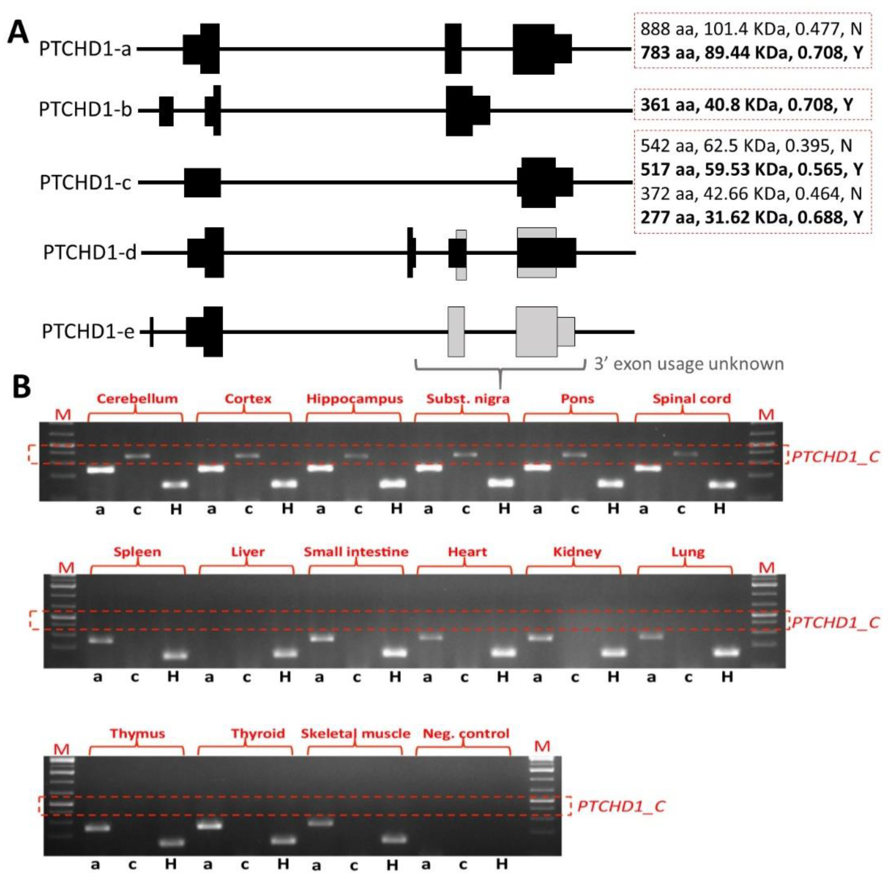 Genes 13 00527 g003 550