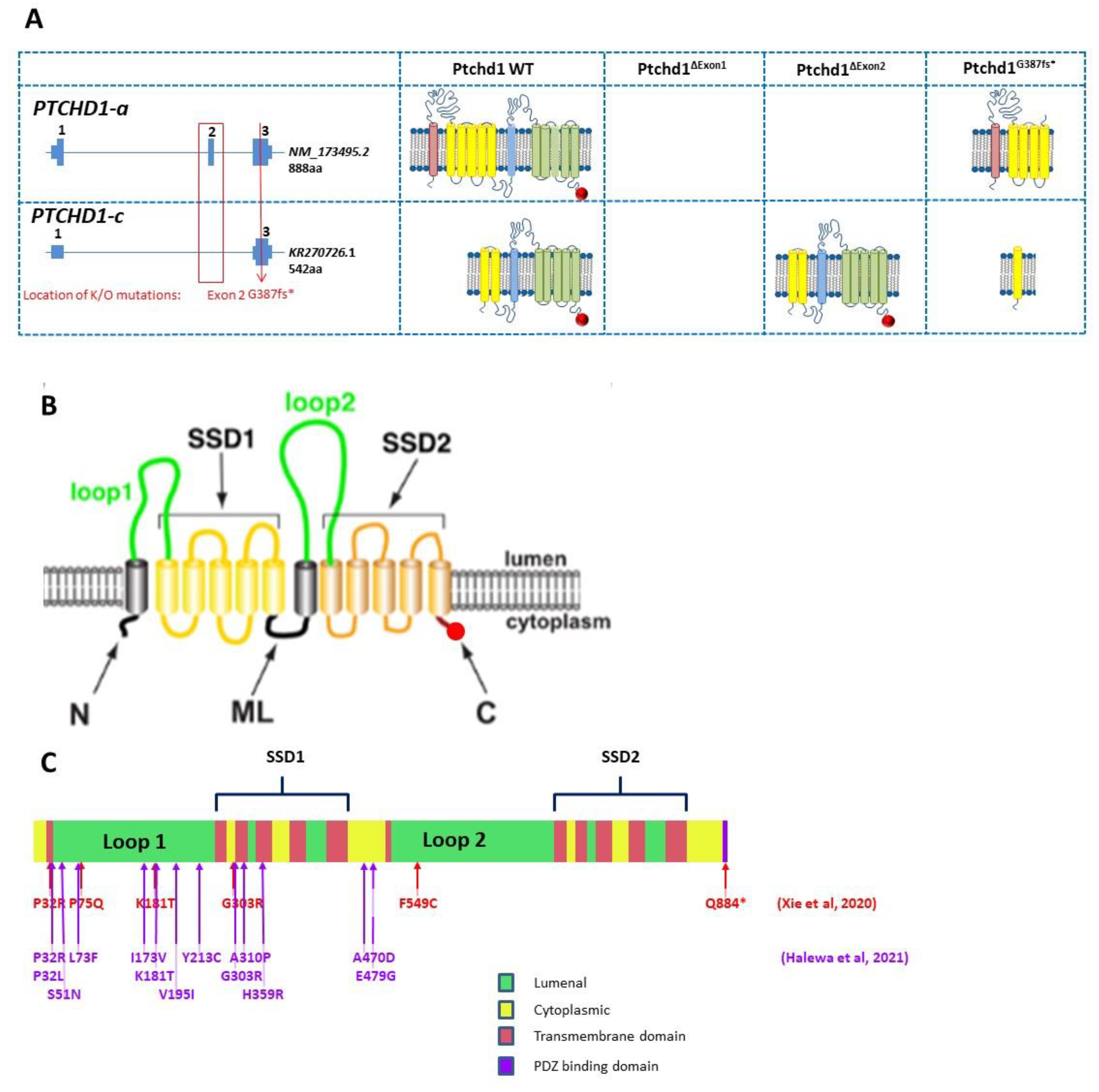 Genes 13 00527 g004 550
