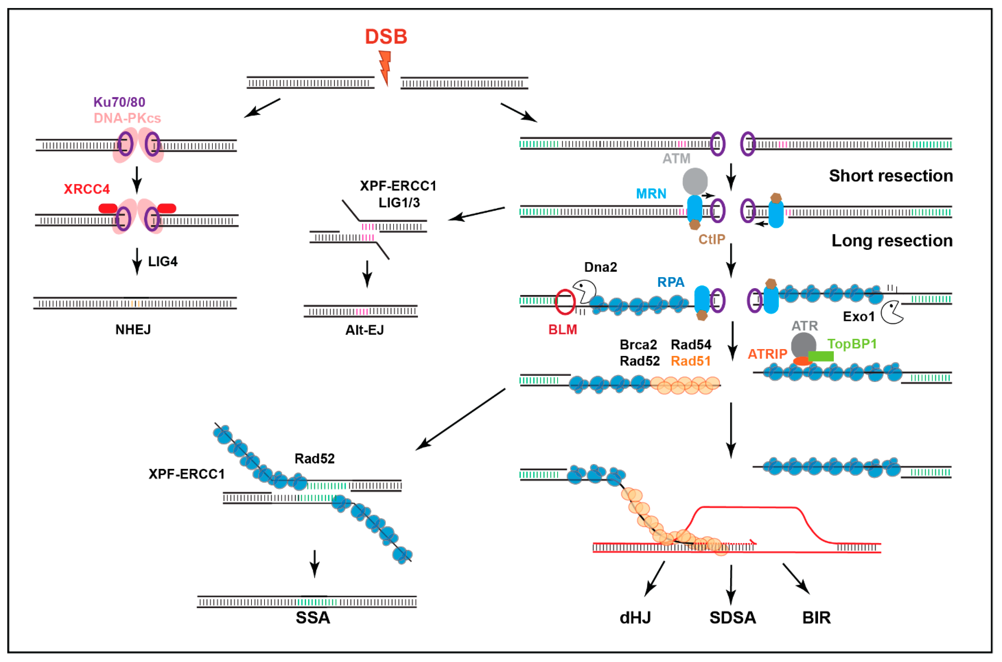 Genes 13 00529 g002 550