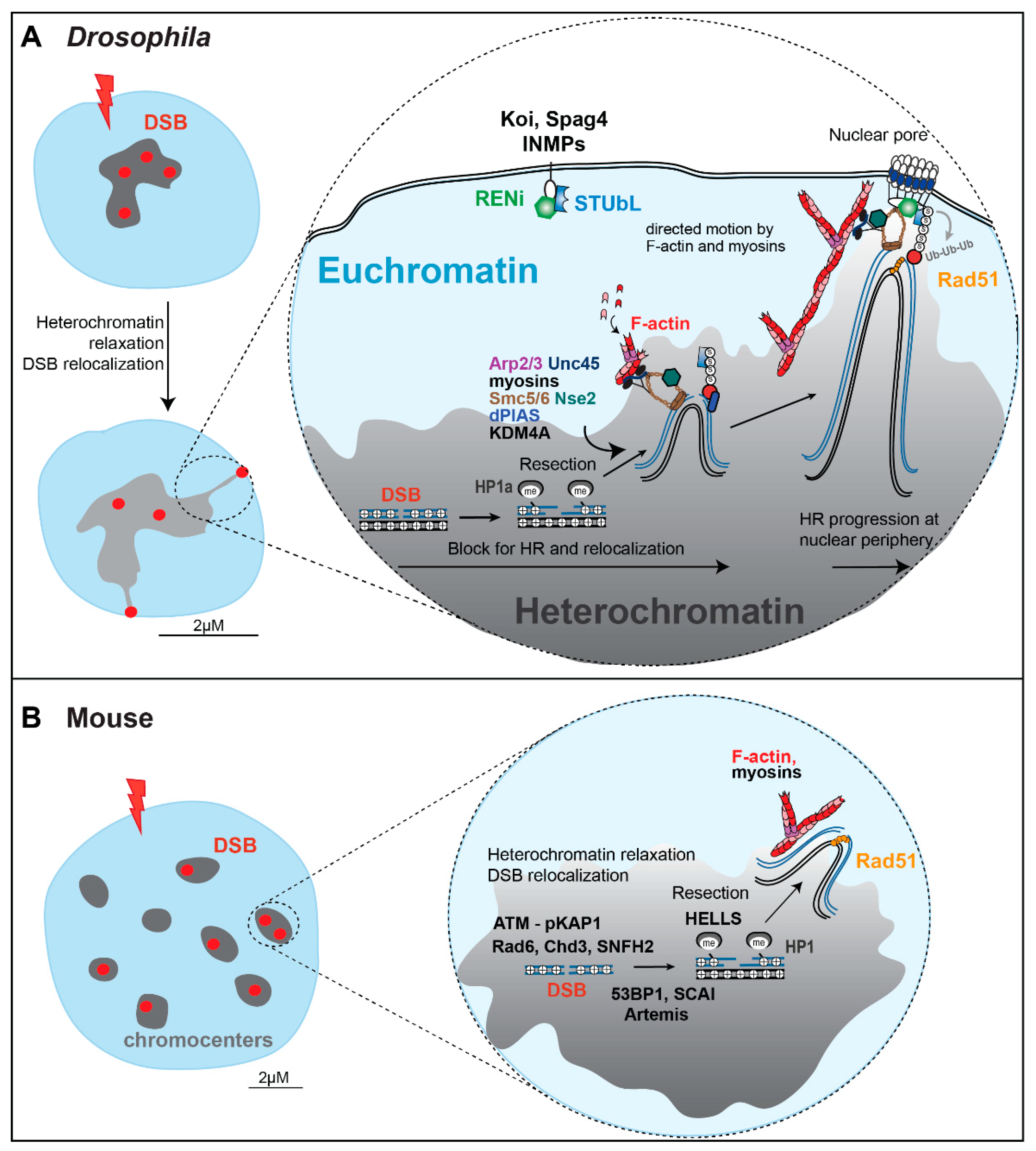 Genes 13 00529 g004 550