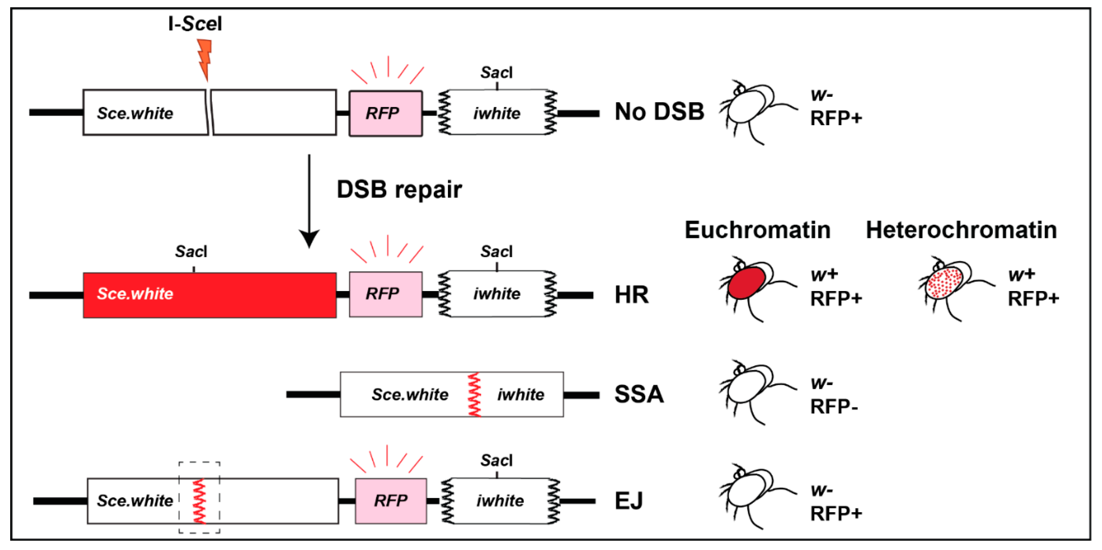 Genes 13 00529 g005 550