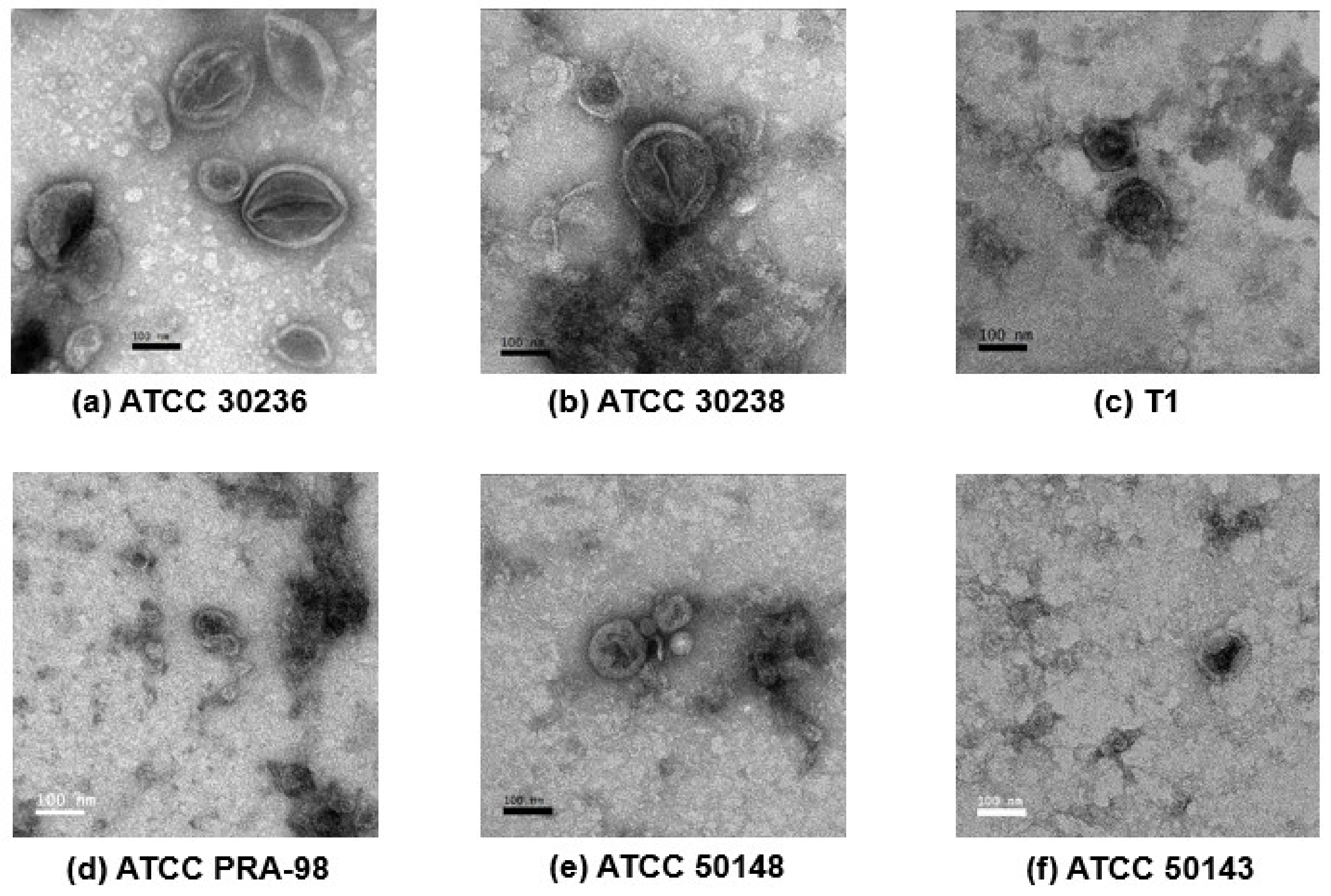Genes 13 00531 g002 Genes 13 00531 g002