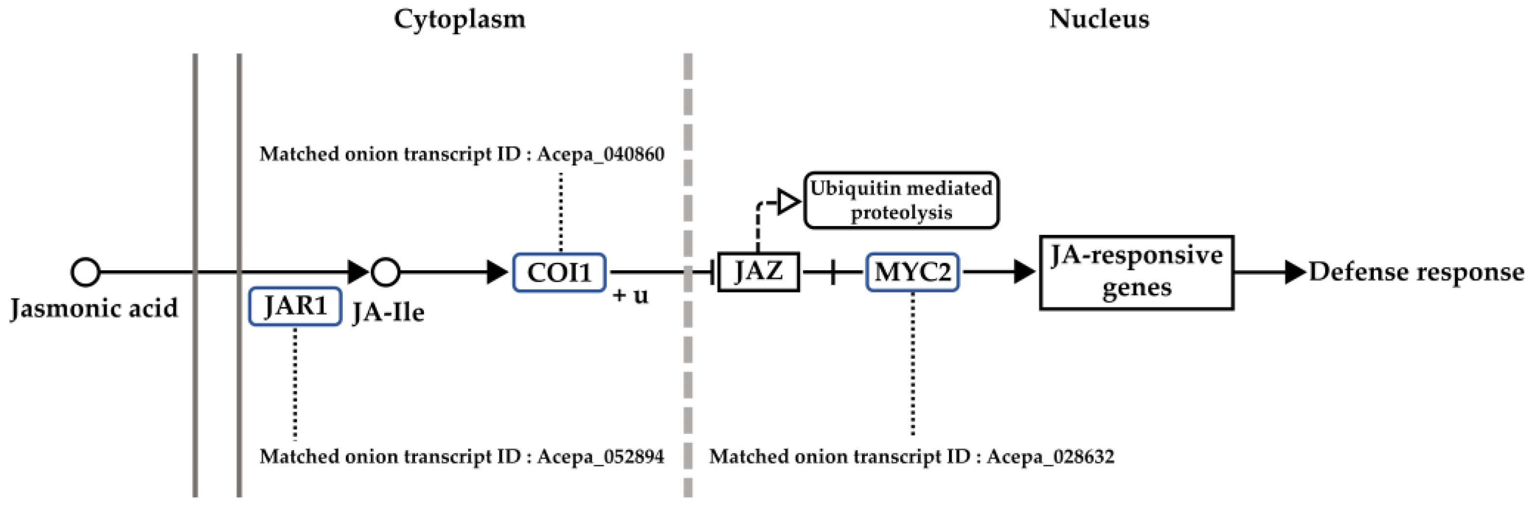 Genes 13 00542 g004 Genes 13 00542 g004