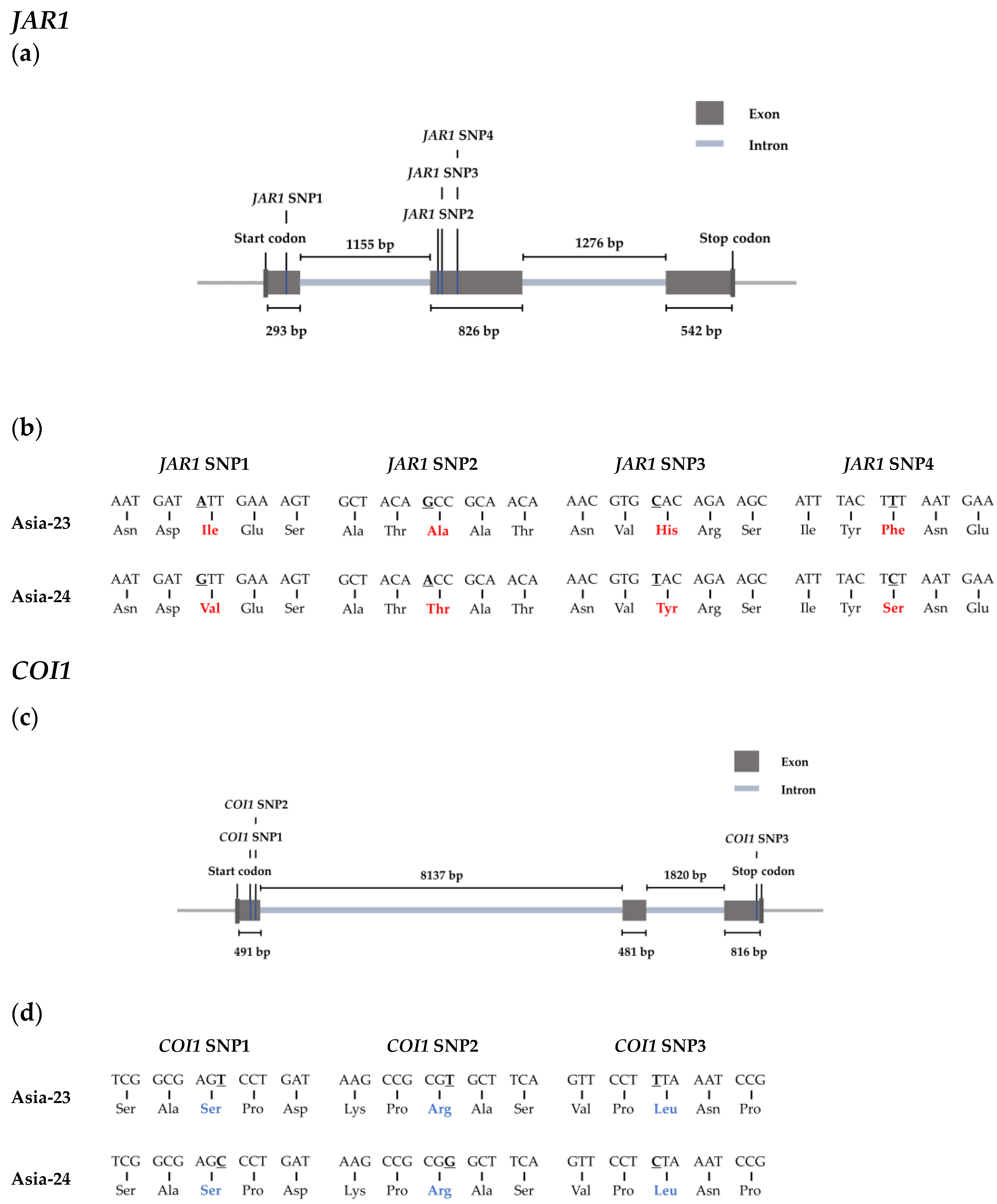 Genes 13 00542 g006a Genes 13 00542 g006a