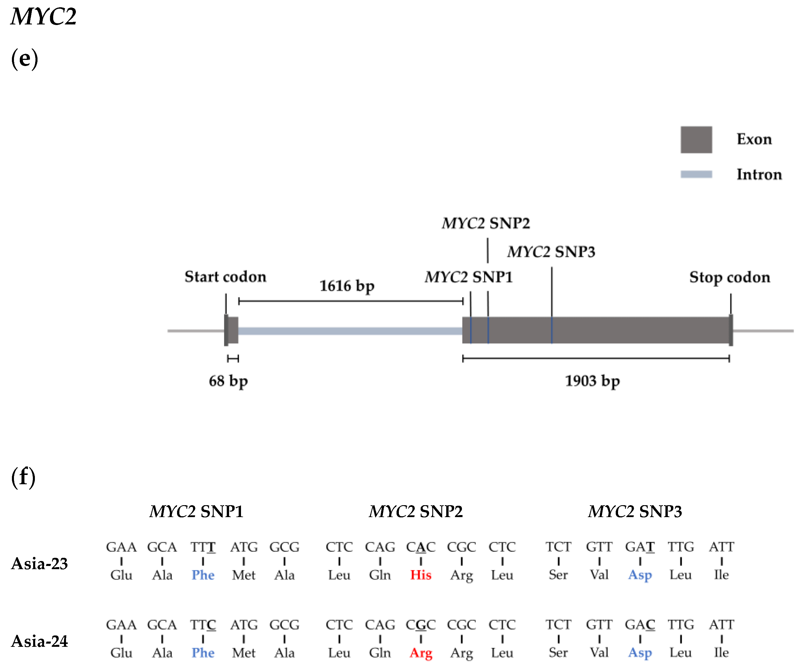 Genes 13 00542 g006b Genes 13 00542 g006b