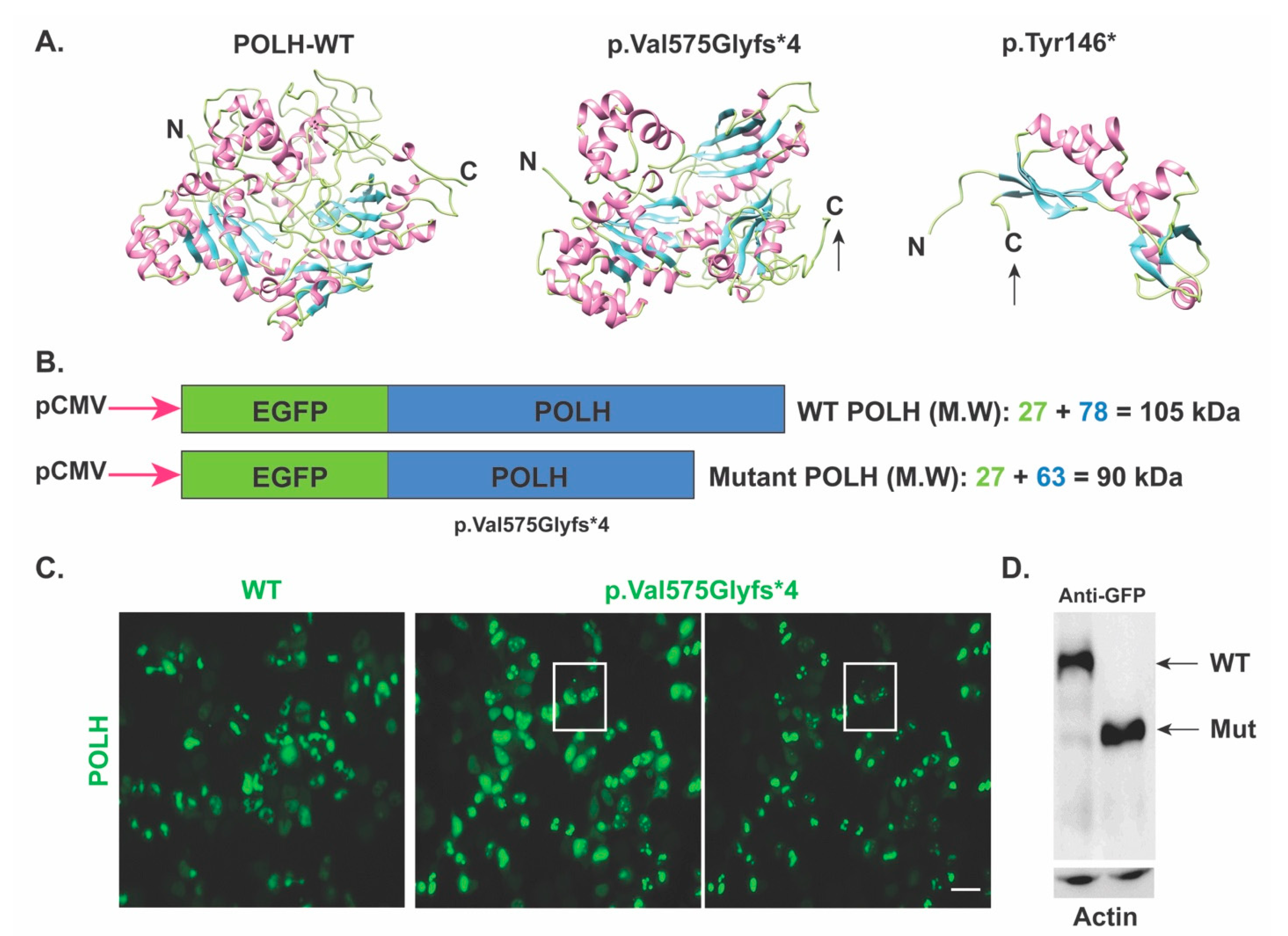 Genes 13 00543 g002 550