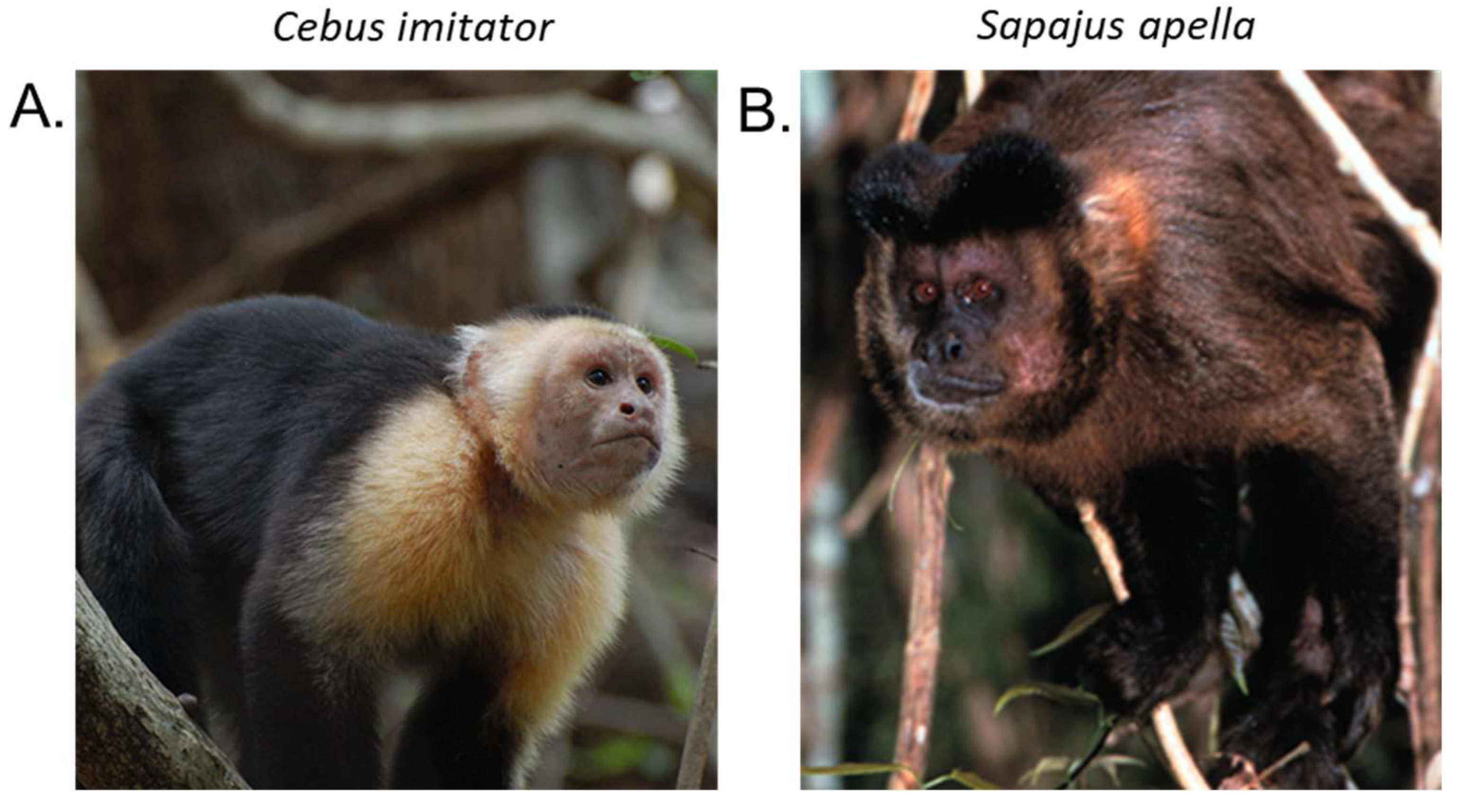 Scientists Created a Monkey With Two Different Sets of DNA, Smart News