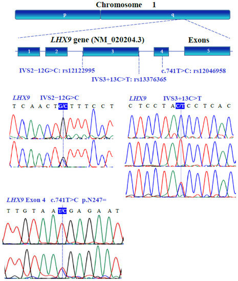 WT1, NR0B1, NR5A1, LHX9, ZFP92, ZNF275, INSL3, and NRIP1 Genetic