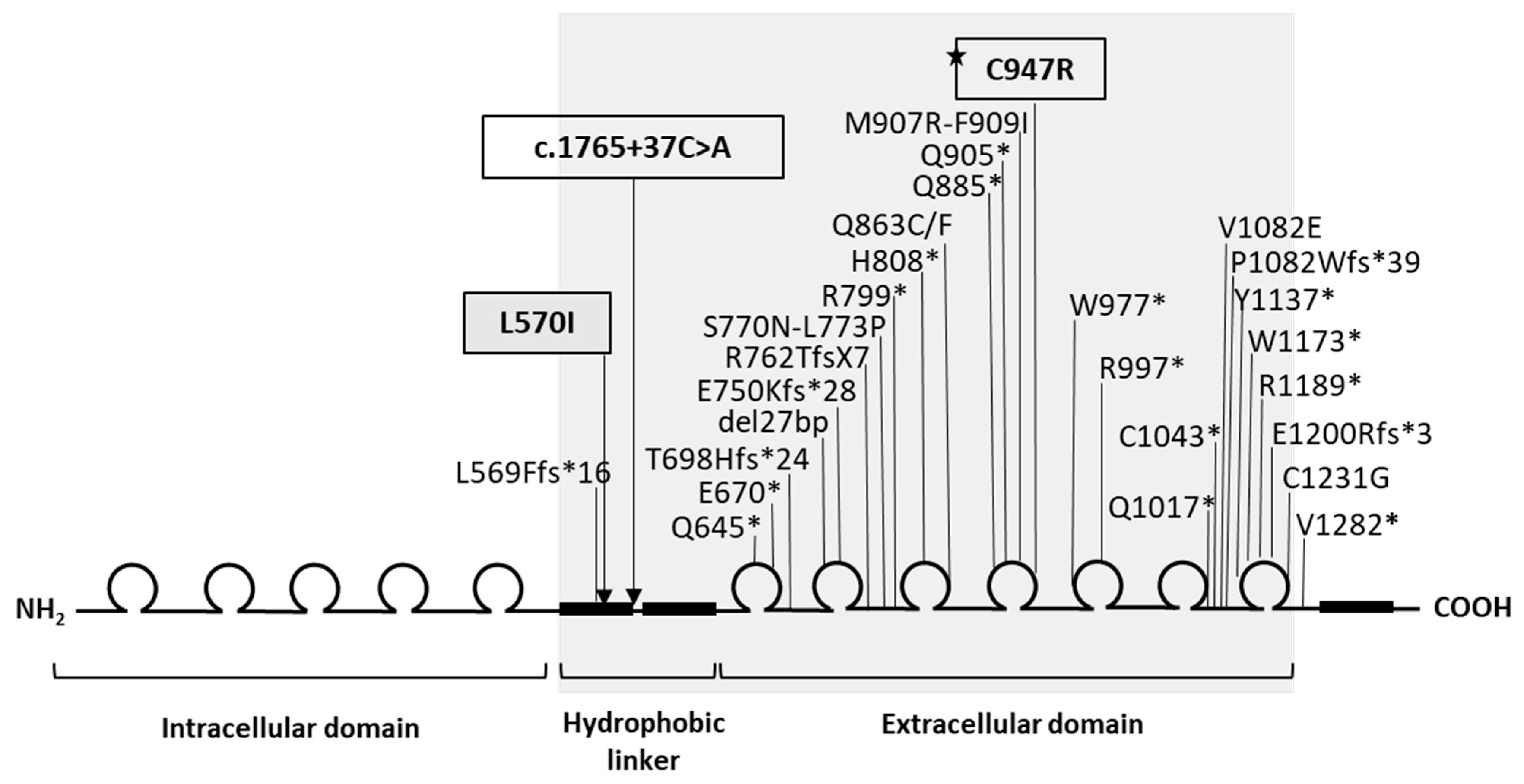 Genes 13 00623 g001
