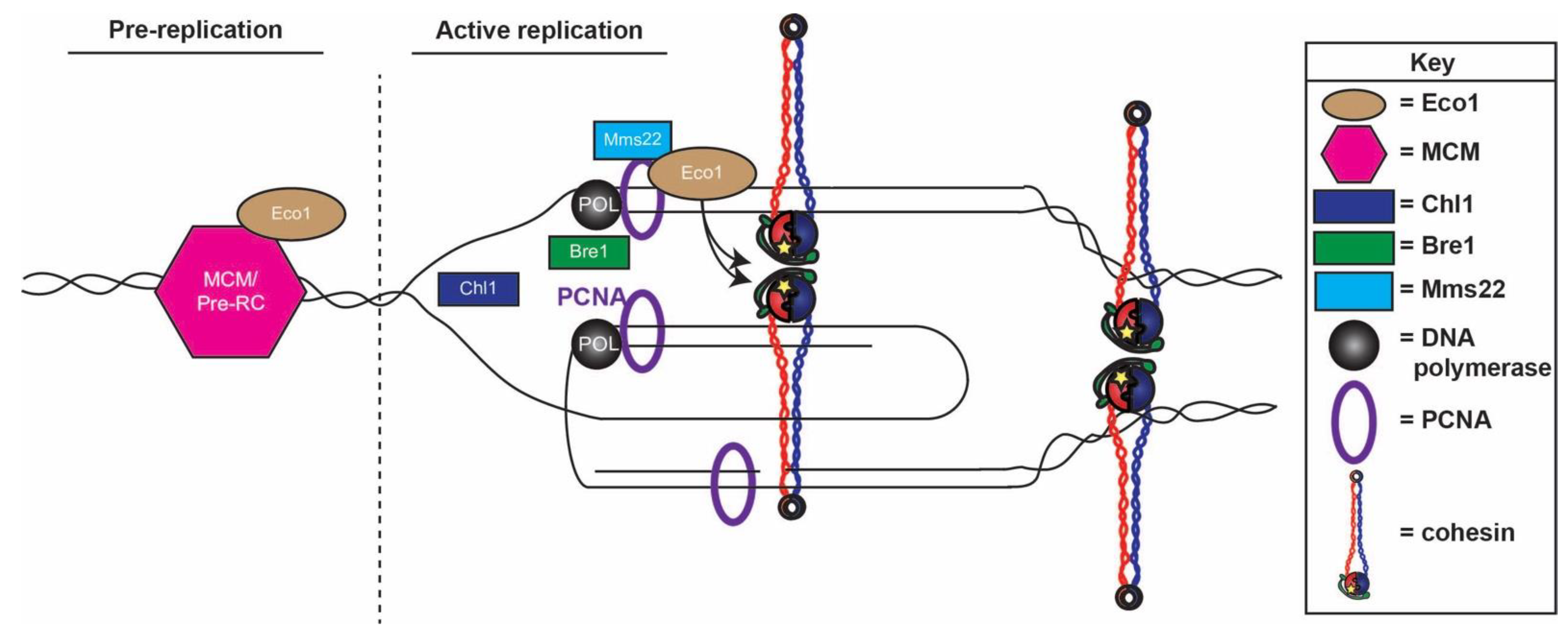 Genes 13 00625 g002 550