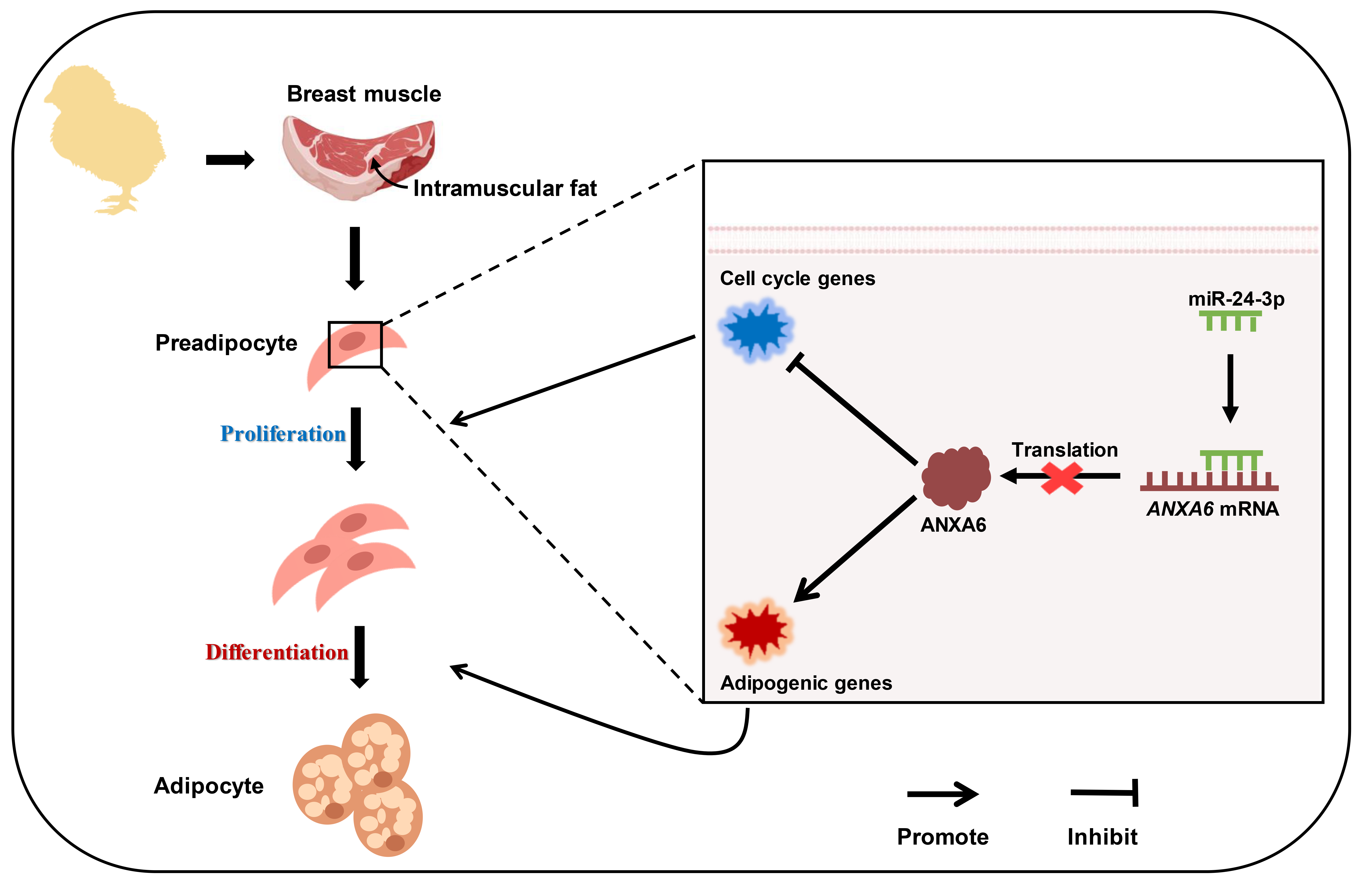 Genes 13 00635 g007