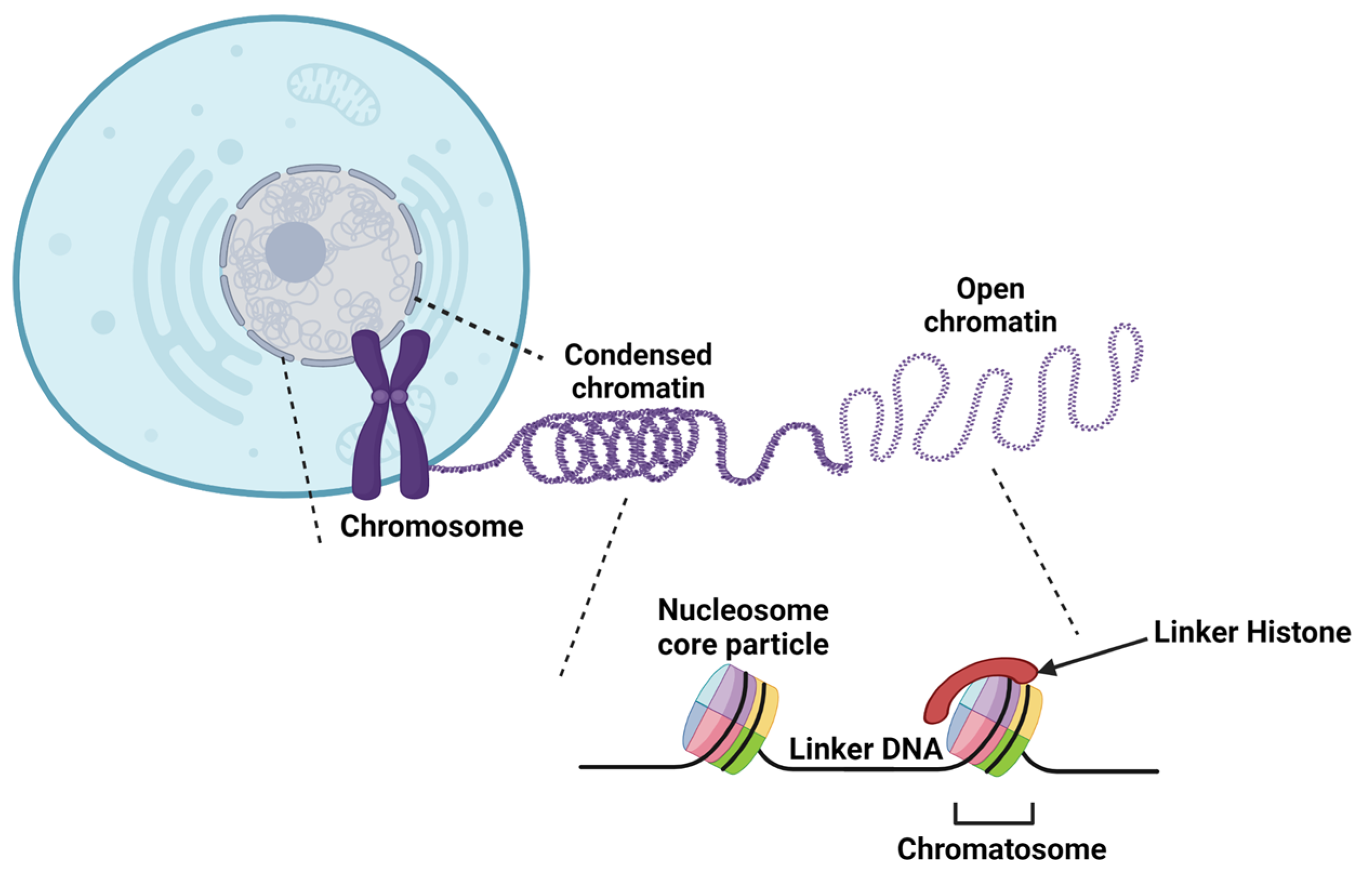 Genes involved in histone acetylation known to cause rare diseases