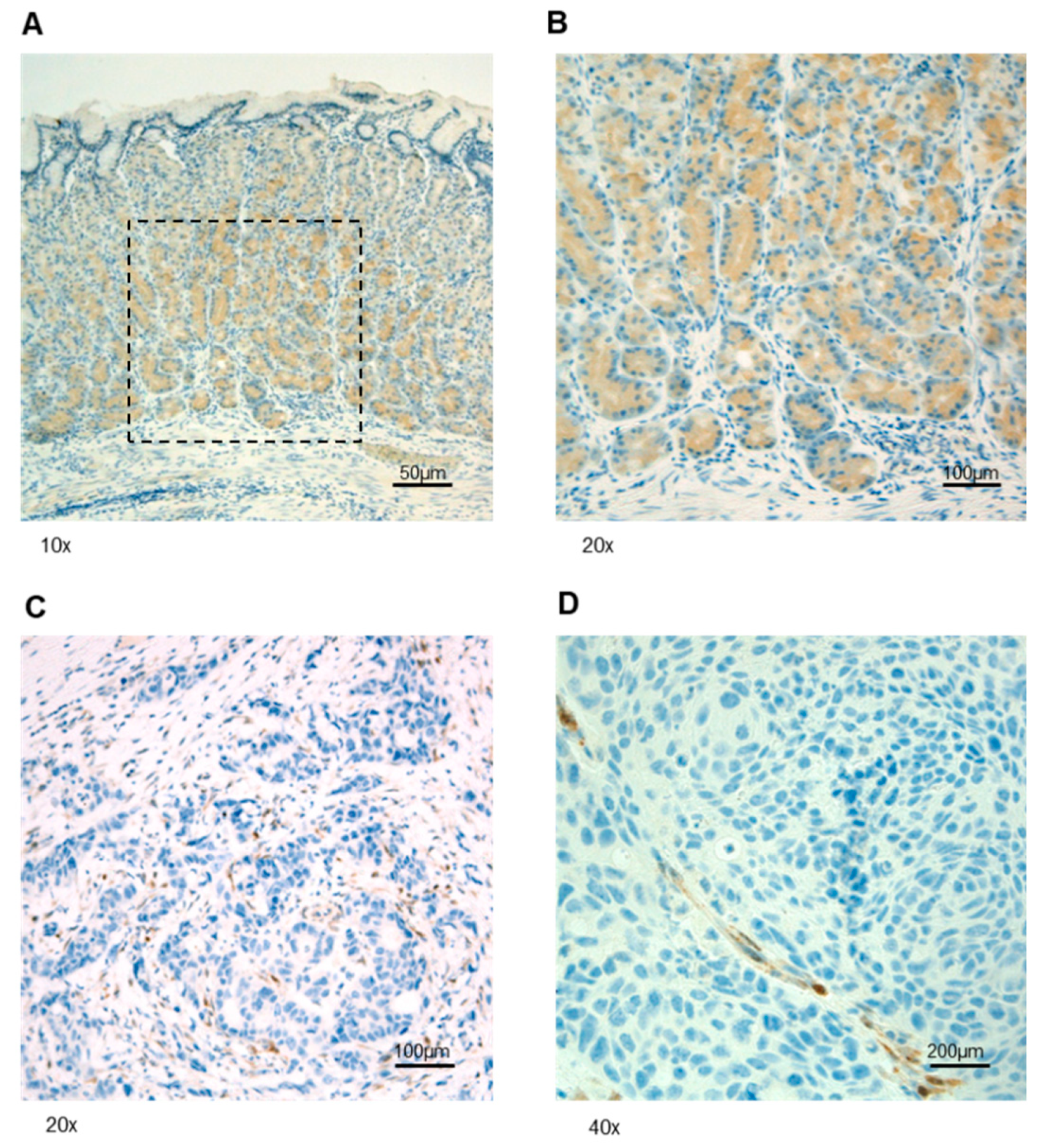 Genes 13 00644 g002