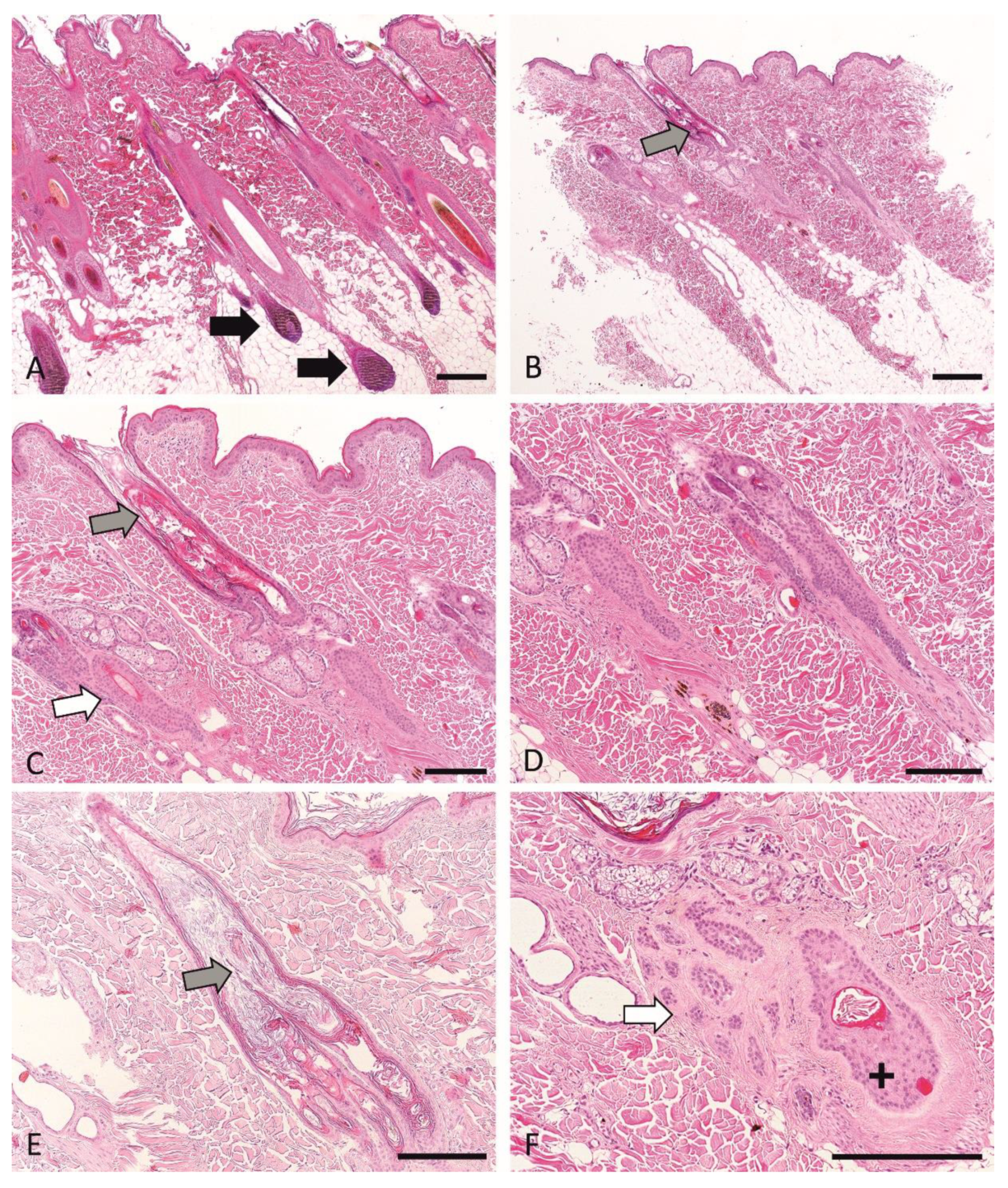 Genes 13 00650 g003 Genes 13 00650 g003
