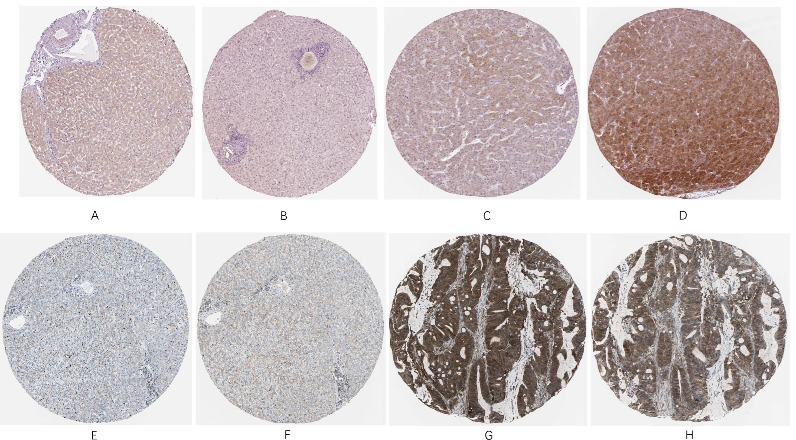 Genes 13 00653 g009 550