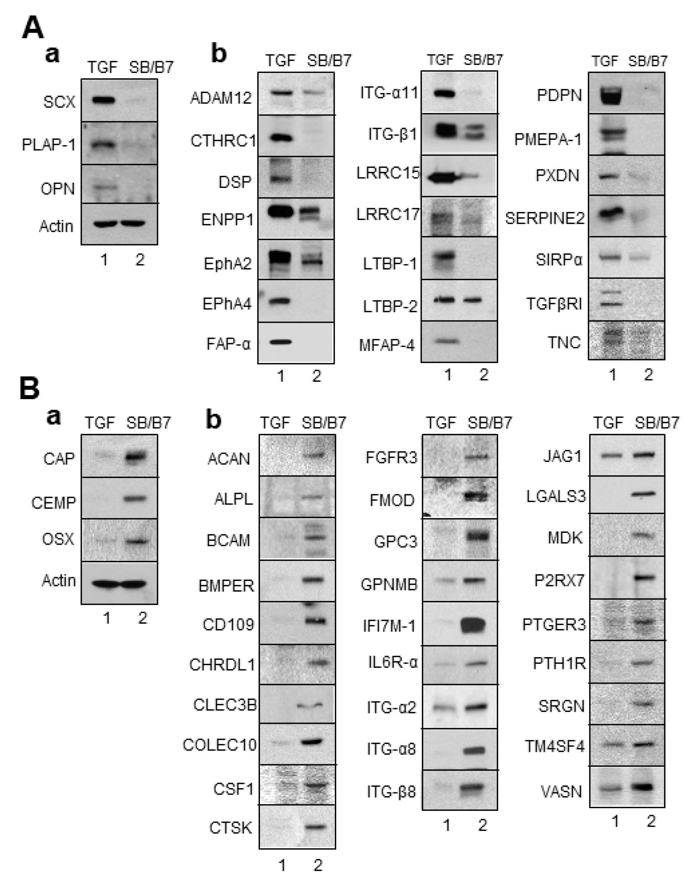 Genes 13 00659 g007 Genes 13 00659 g007